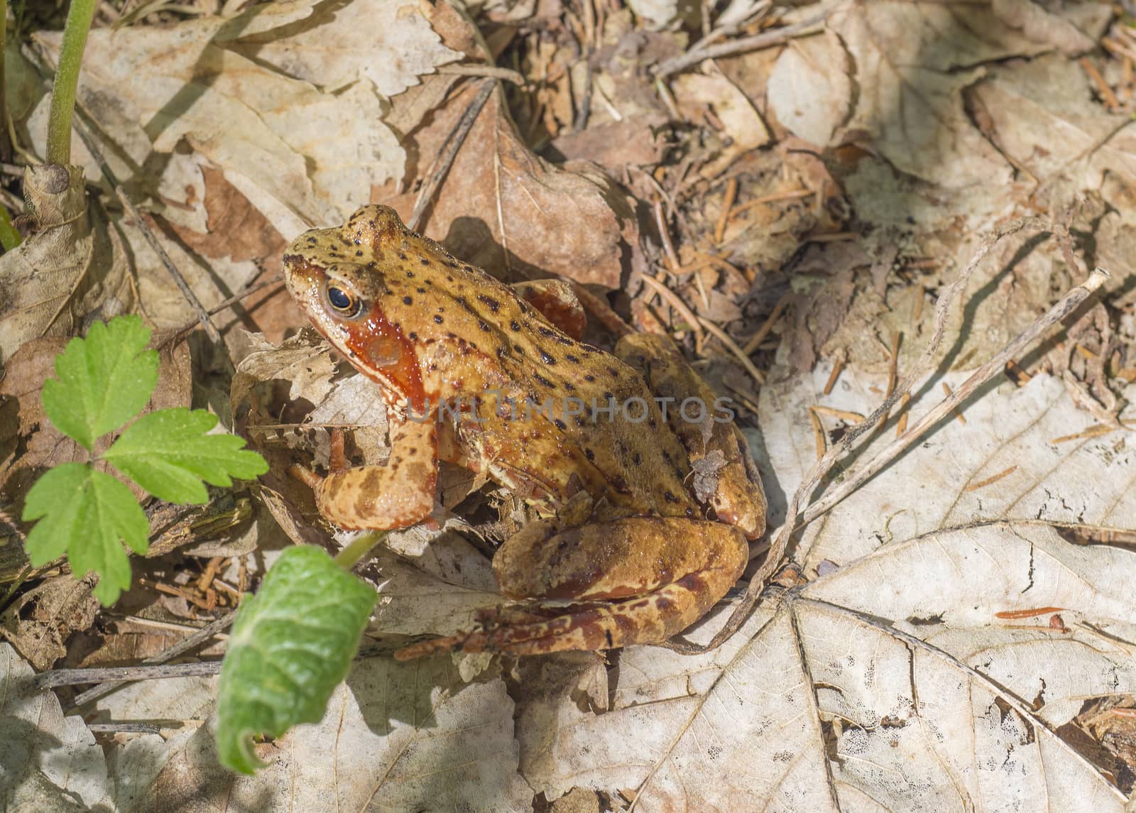 close up common frog Rana temporaria sitting on dry and green leaves by Henkeova