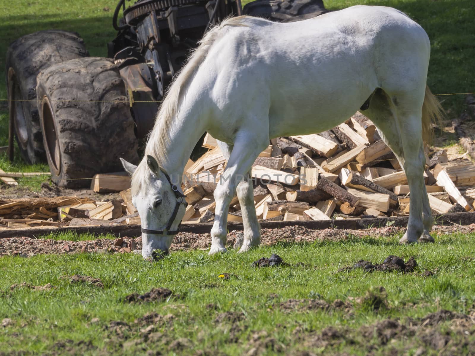 white horse stalion grazing on green grass, chopped wood and rus by Henkeova