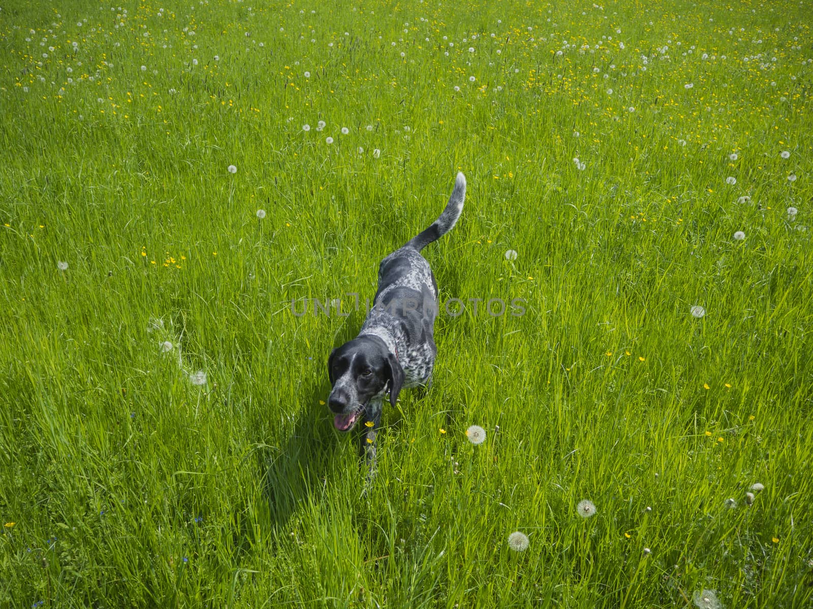 happy black gray hunting dog running walking in the green high grass meadow with dandelions