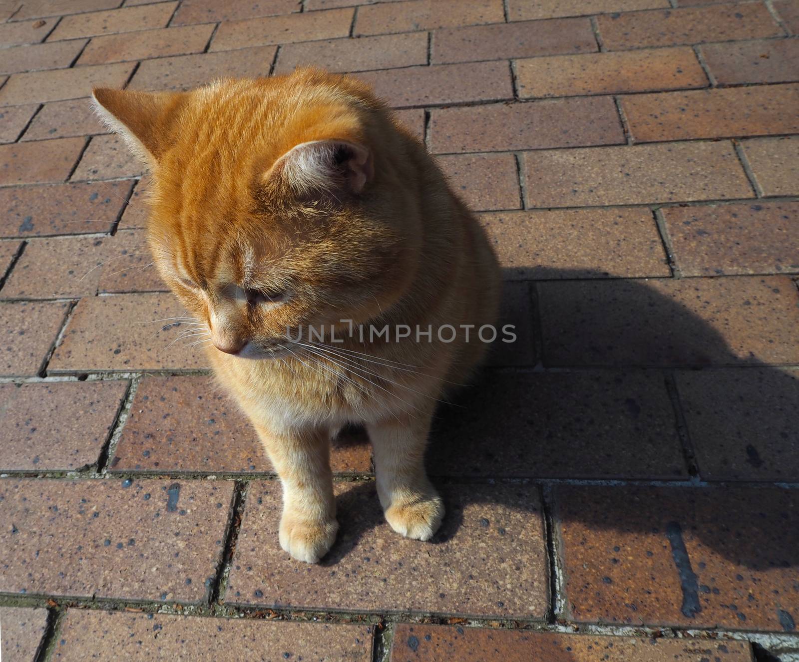 close up ginger rehead cat on the brick paving floor 