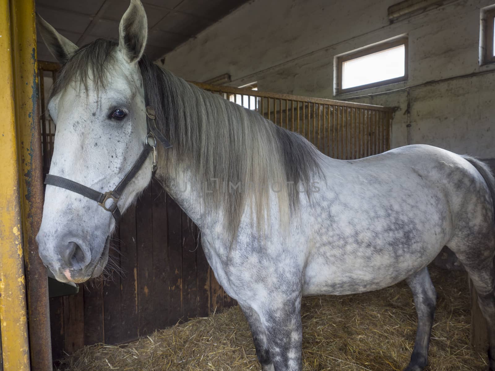 portrait of standing white Kladruber horse (Equus bohemicus) in the stall, oldest Czech horse breed, one of the world's oldest