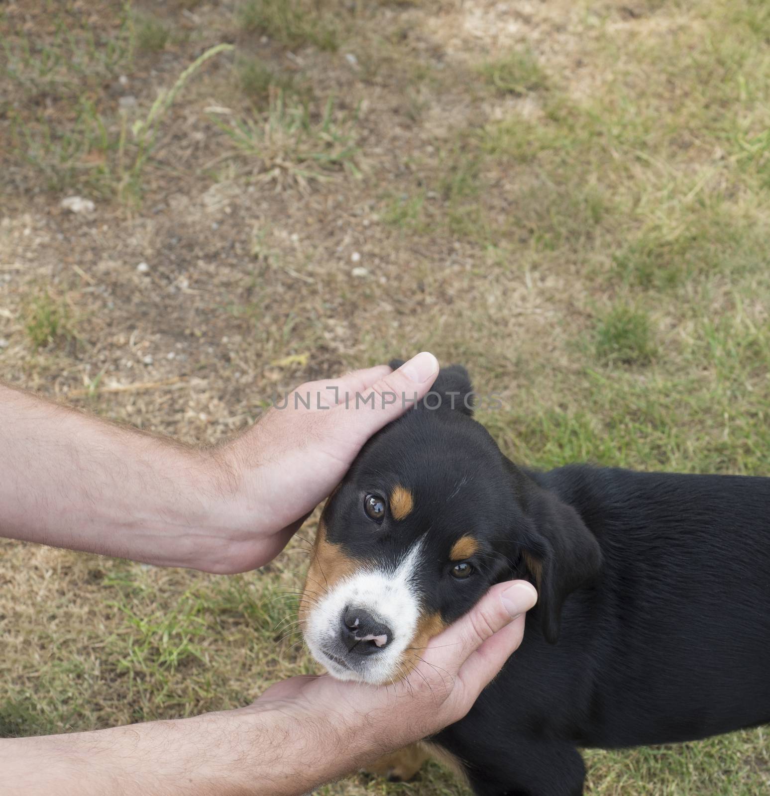 man hands holding head of cute greater swiss mountain dog puppy , grass background by Henkeova