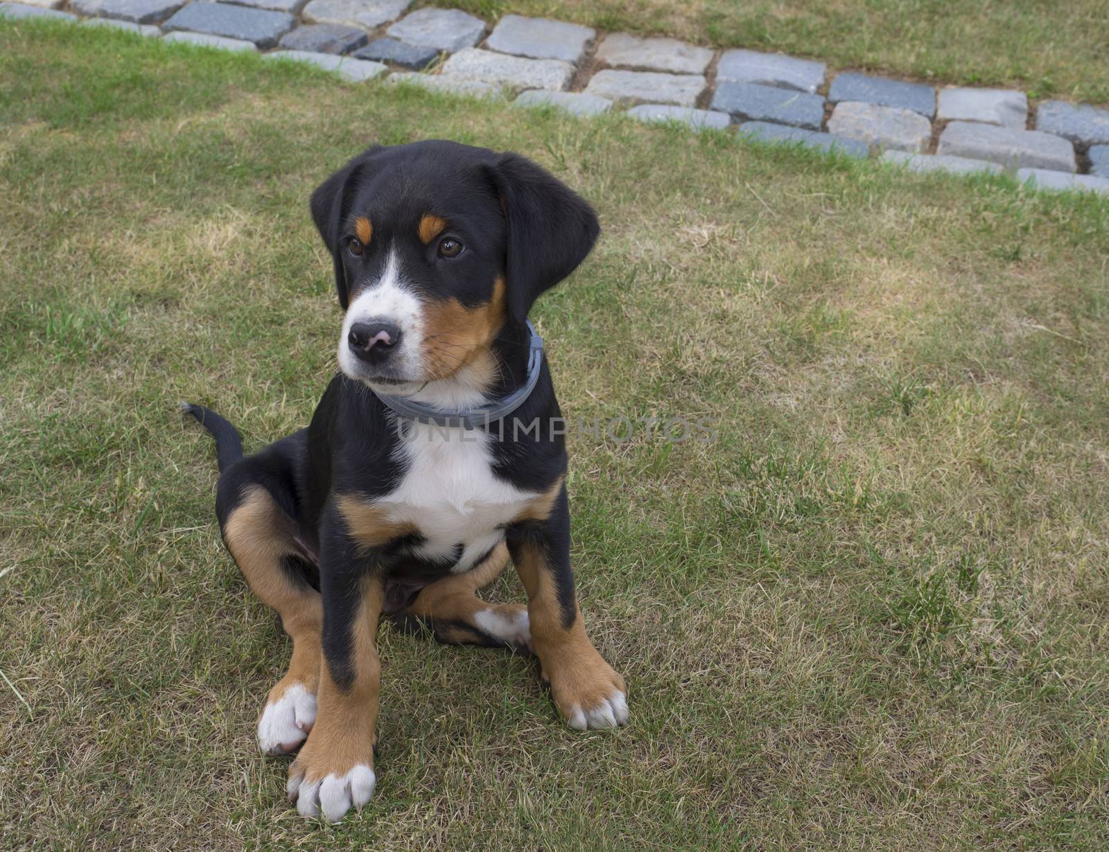 close up cute greater swiss mountain dog puppy portrait sitting in the green grass, selective focus