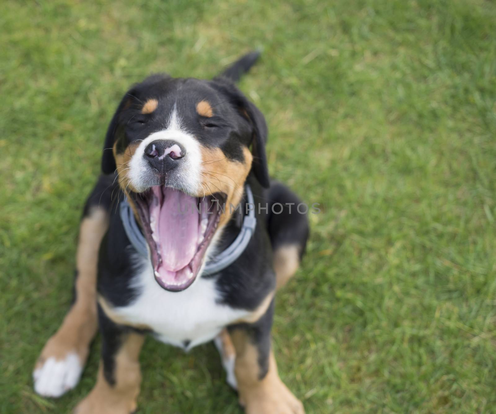 yawning cute close up greater swiss mountain dog puppy portrait sitting in the green grass selective focus