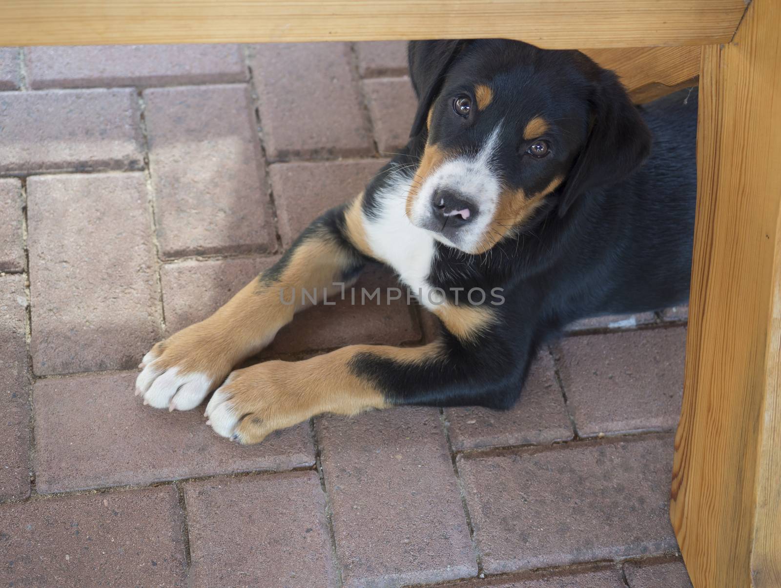 close up cute greater swiss mountain dog puppy portrait lyingunder garden wooden table, sad look, selective focus