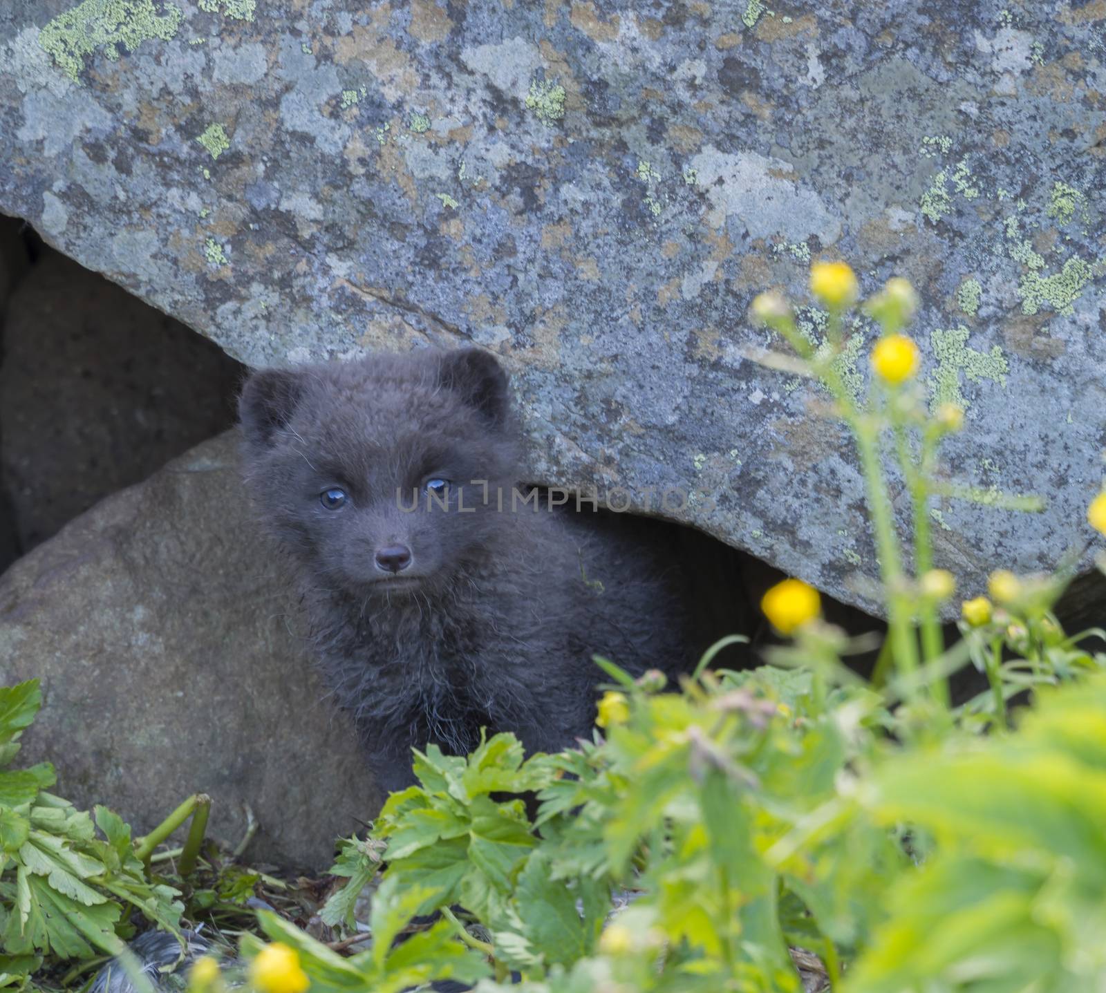 young playful arctic fox cub fox Alopex lagopus beringensis curious looking from their lair under stone, green grass plants foreground, summer in nature reserve in Hornstrandir , westfjords, Iceland, Selective focus