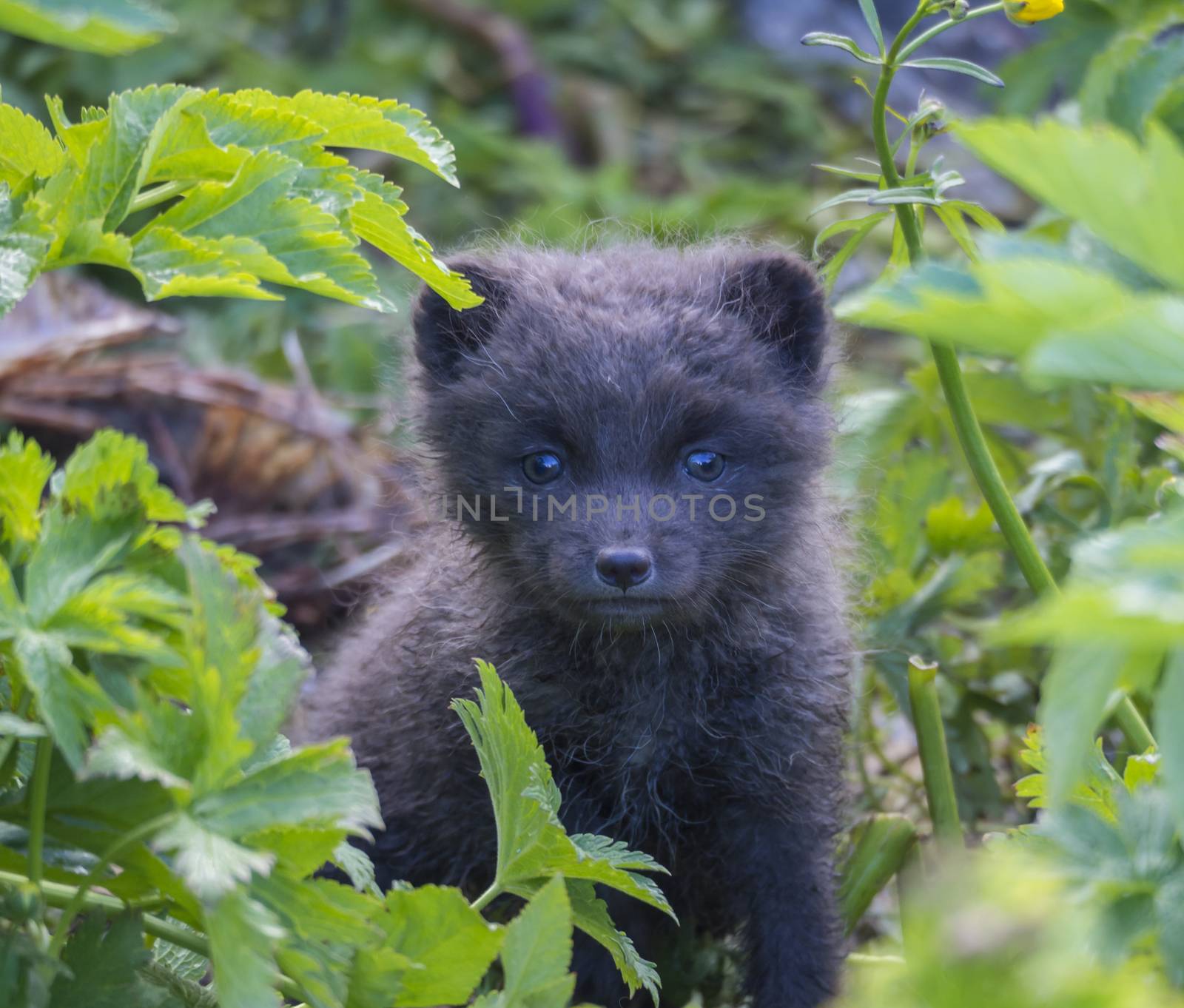 Close up cute cub of an arctic fox (Alopex lagopus beringensis) curious looking from bright green grass plants in summer in nature reserve in Hornstrandir , westfjords, Iceland, Selective focus on the eyes of the fox by Henkeova