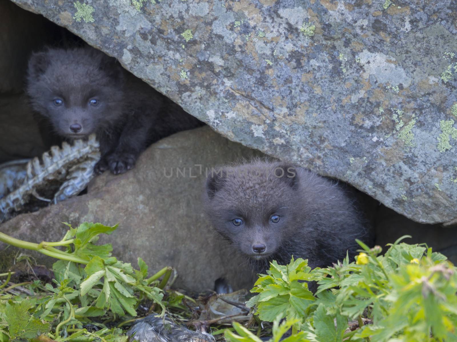 Two young playful arctic fox cub fox (Alopex lagopus beringensis) curious looking from their lair under stone, green grass plants foreground, summer in nature reserve in Hornstrandir , westfjords, Iceland, Selective focus