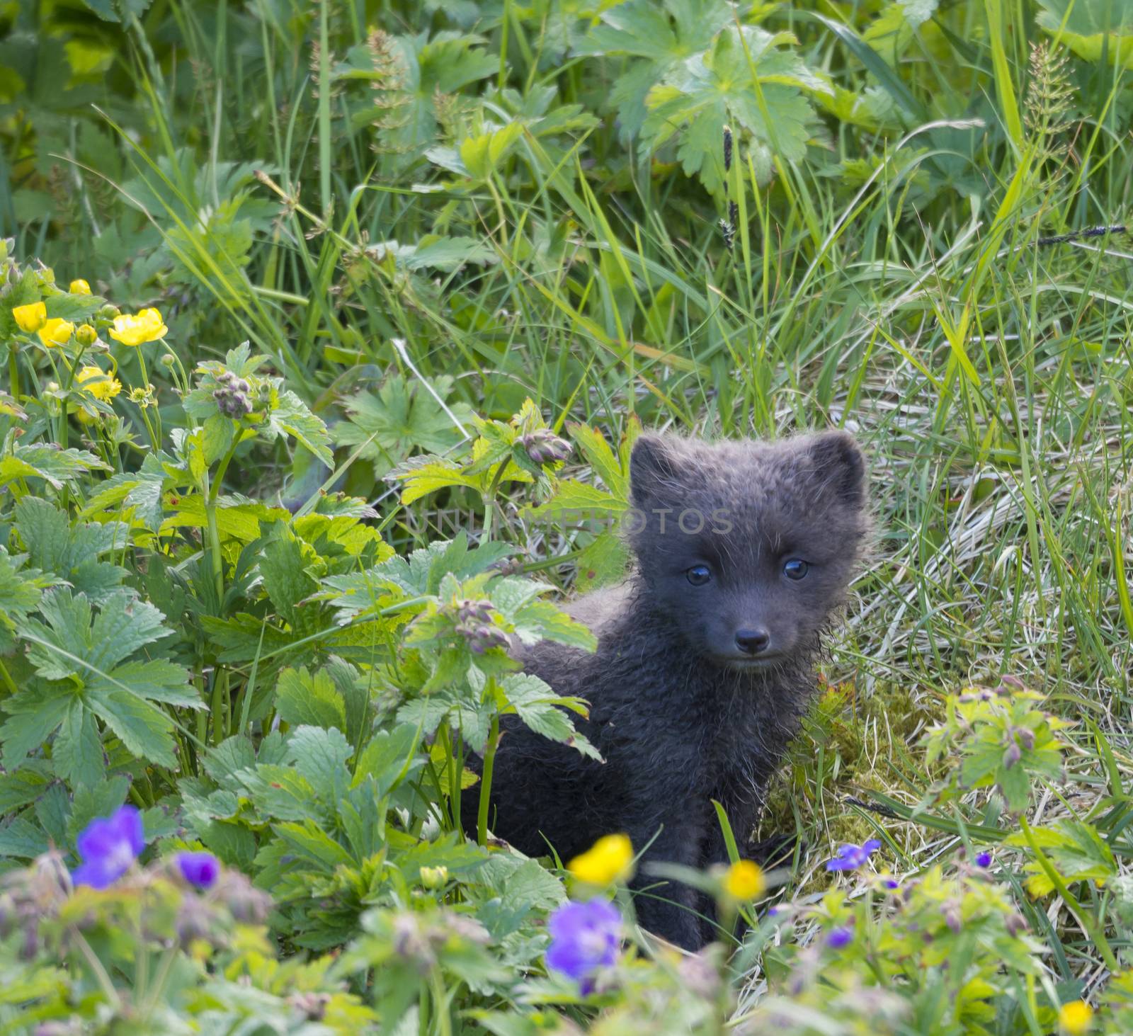 Close up cute cub of an arctic fox (Alopex lagopus beringensis) curiously looking from bright green grass with flowers, summer in nature reserve in Hornstrandir , westfjords, Iceland, Selective focus on fox face