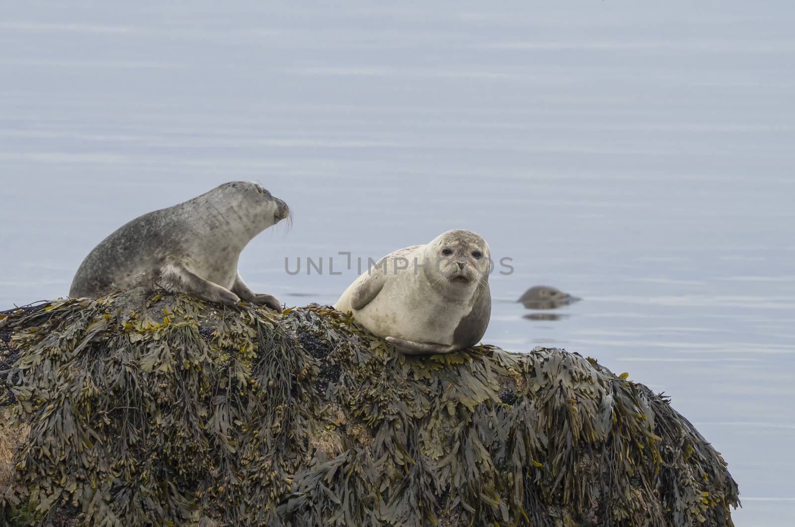 close up harbor seals (Phoca vitulina), male and female sitting on the sea grass covered rock in Iceland, selective focus, copy space by Henkeova