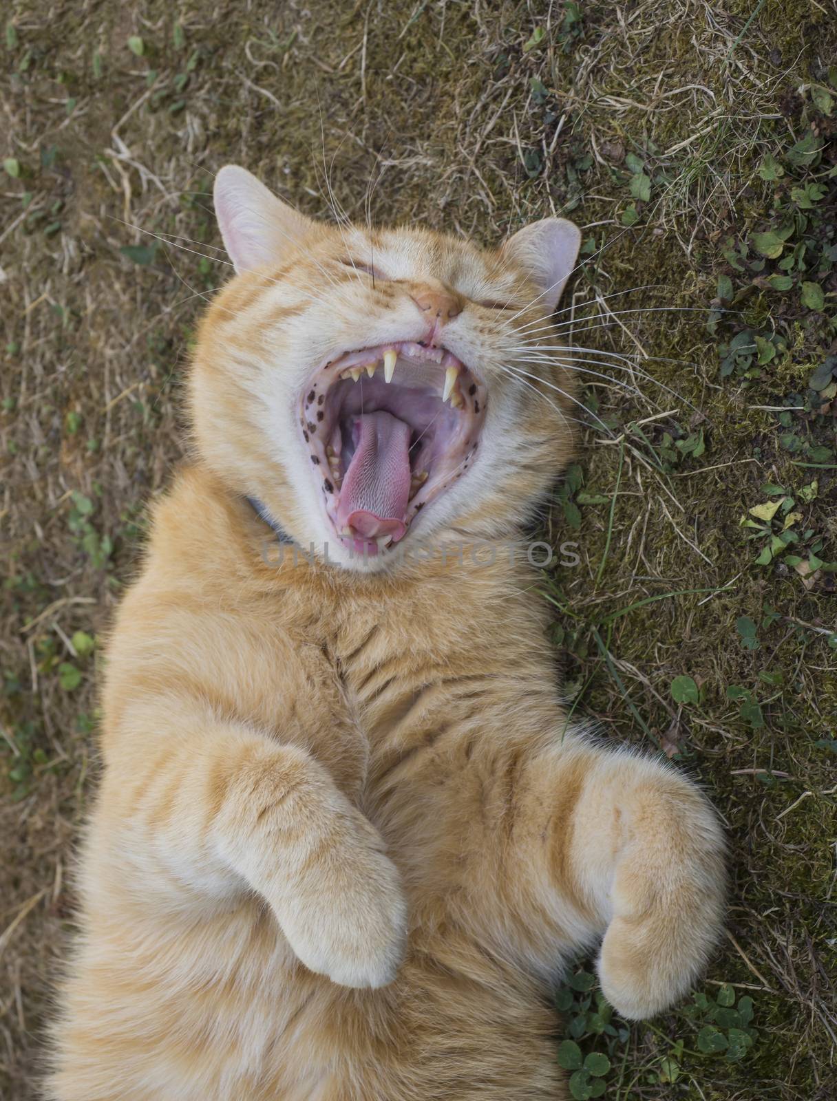 Domesticated orange tabby cat lying on grasst outside yawning, paws up. by Henkeova