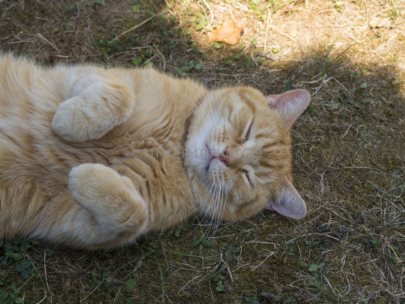 Domesticated orange tabby cat lying on grasst outside yawning, paws up. by Henkeova