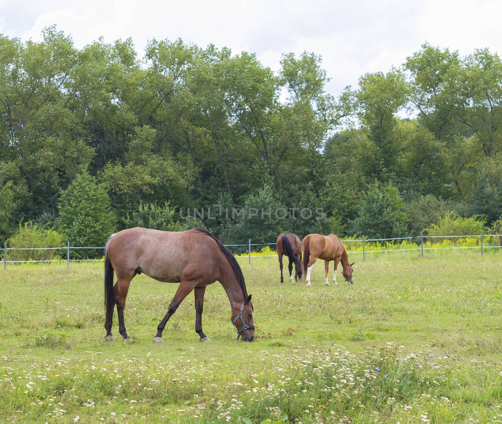 grazing brown police horses in Prague park fence by Henkeova