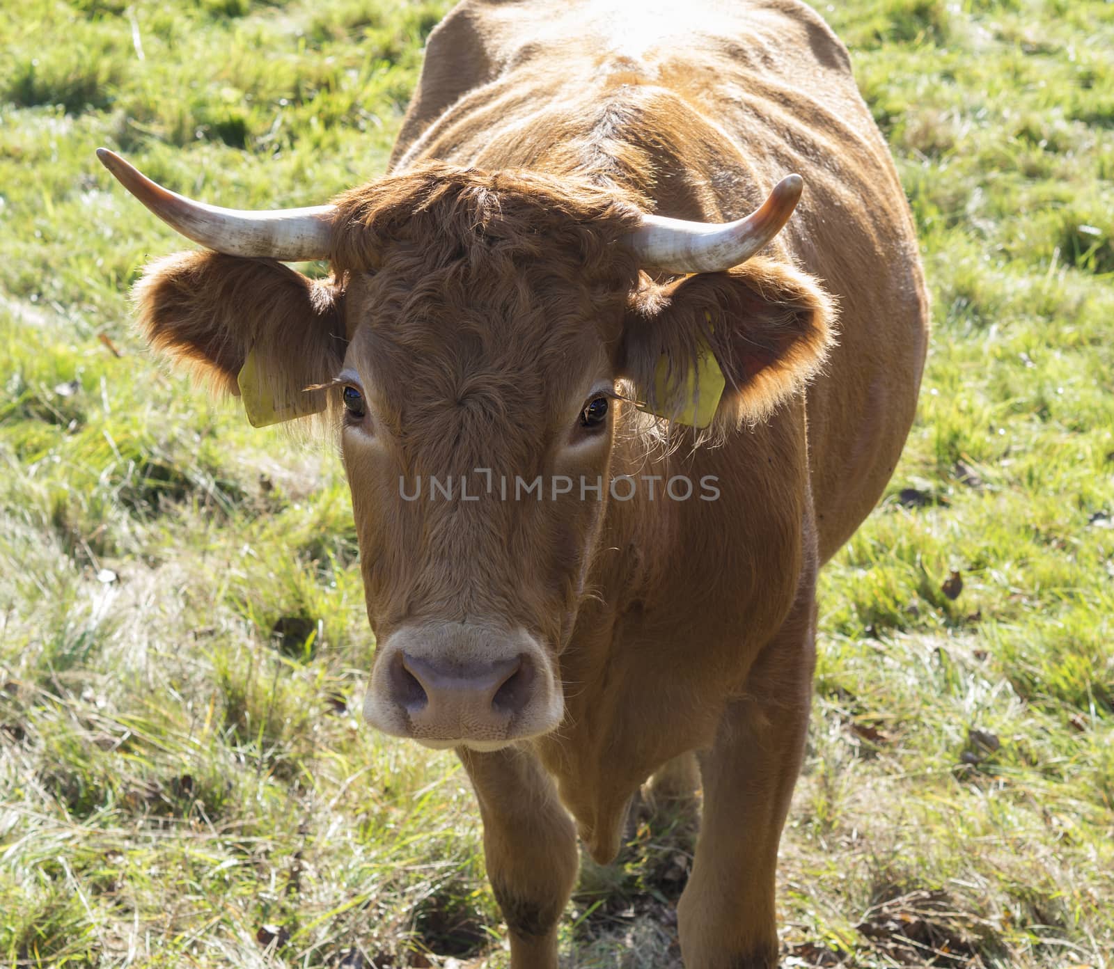 friendly ginger bull cow frontal view close up head on green grass in sun light
