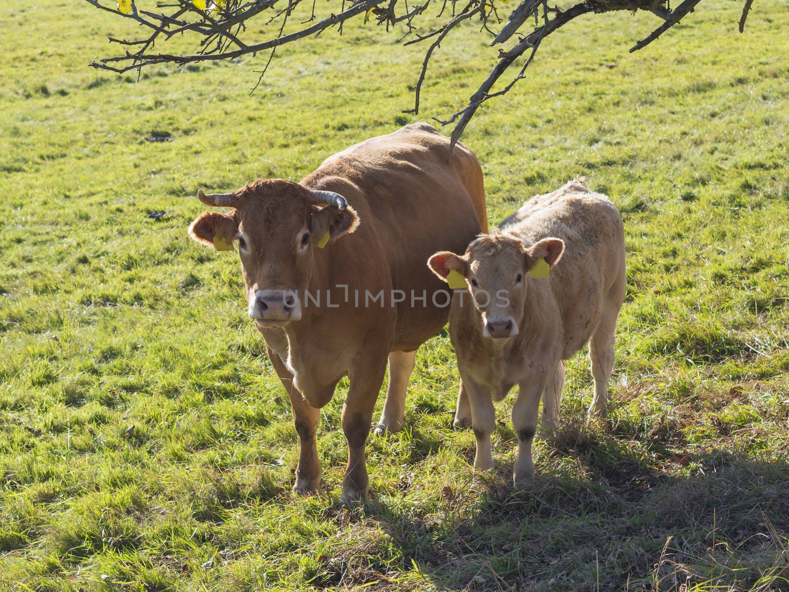 cute shaggy beige calf and ginger bull front view on the grass p by Henkeova