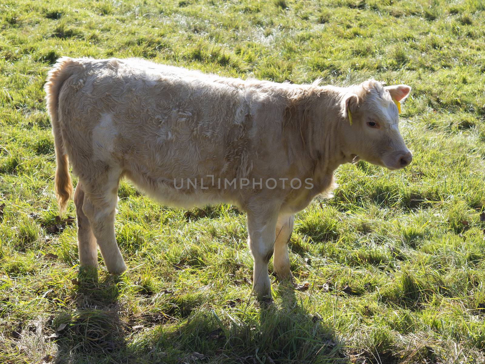 cute shaggy beige calf profile standing on the grass pasture in  by Henkeova