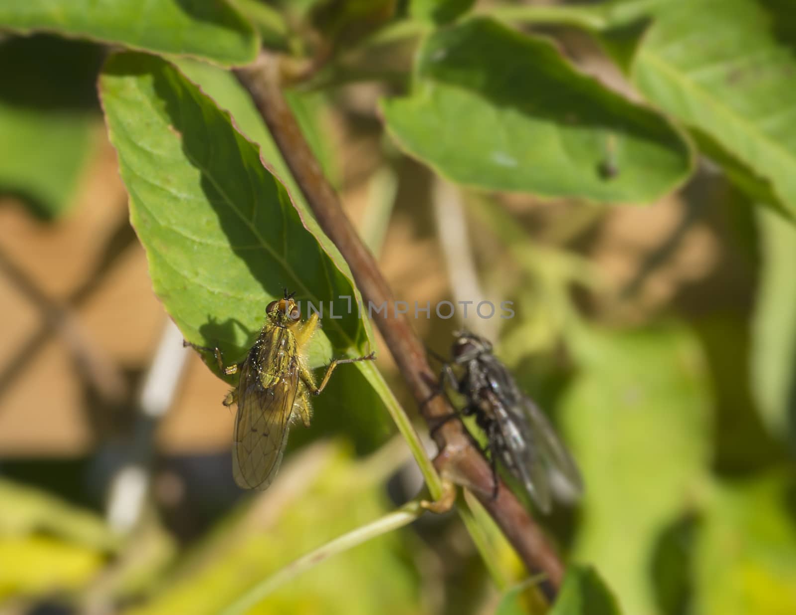 macro yellow dung fly or the golden dung fly Scathophaga stercoraria in green leaves