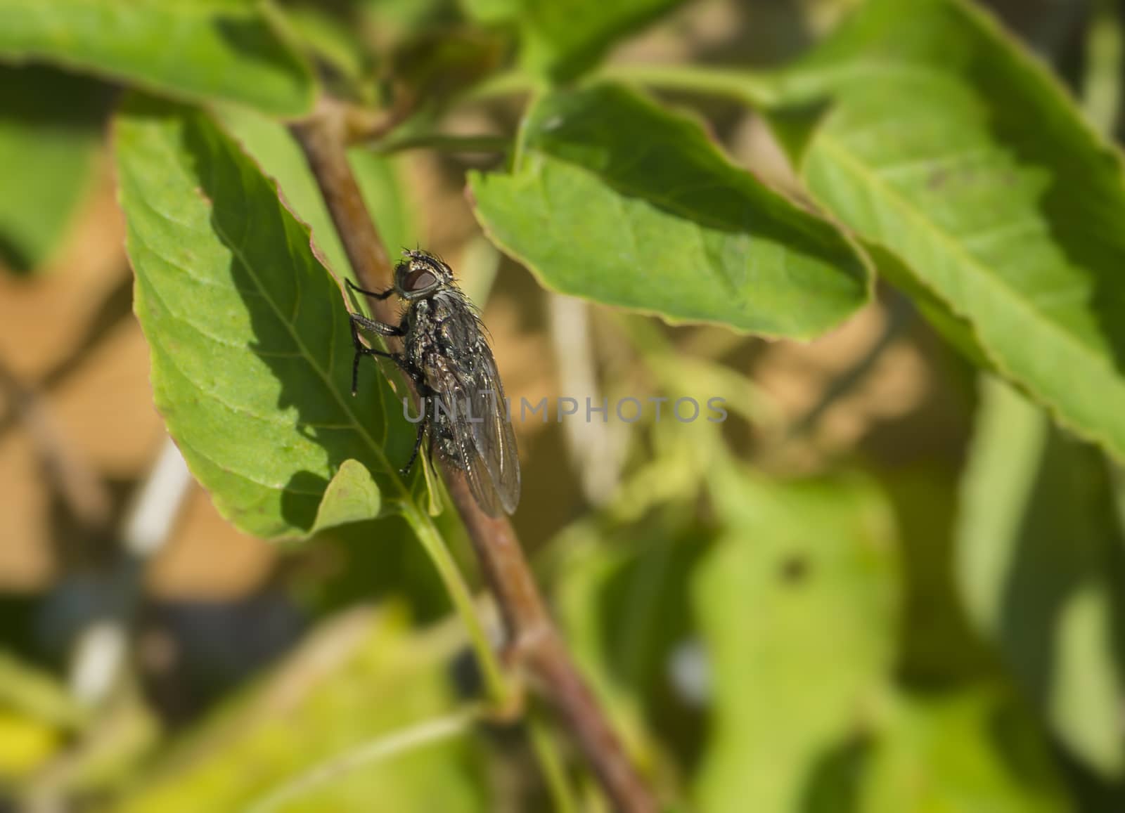 close up macro musca domestica common fly  in green leaves