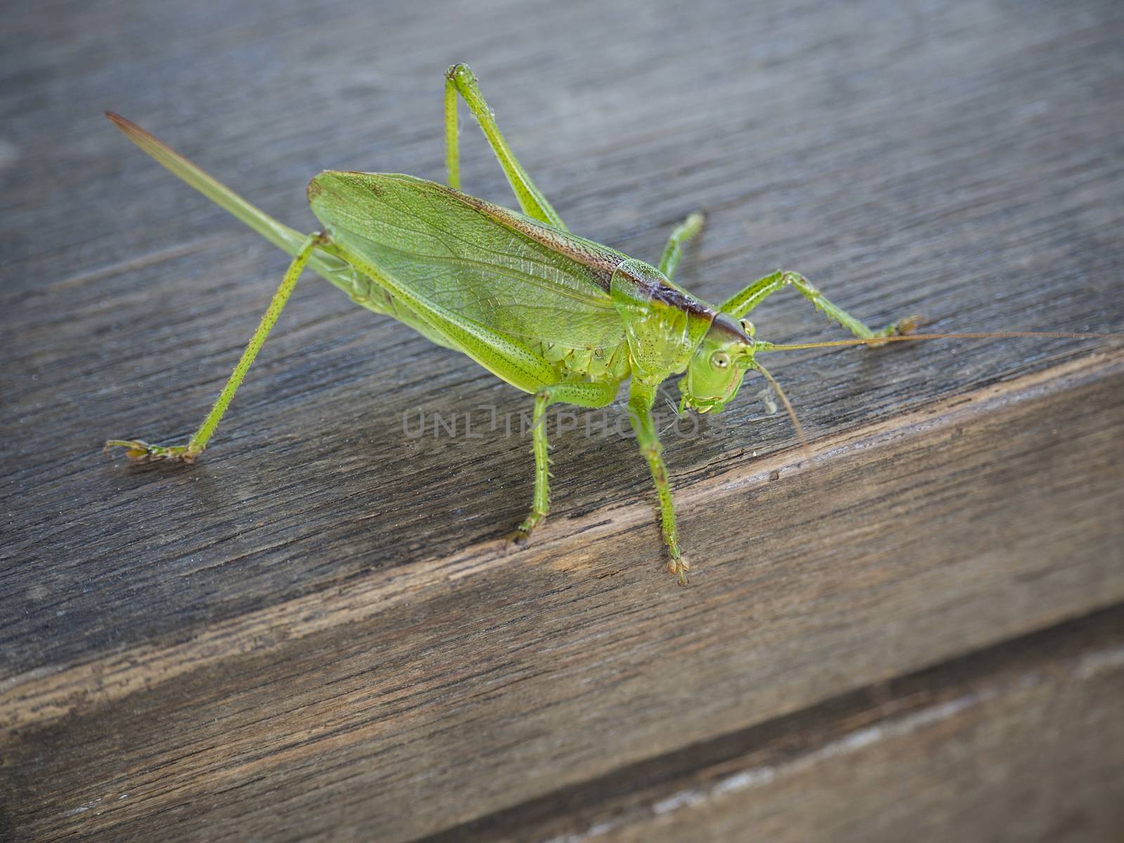 macro close up big green locust grasshopper on wooden table by Henkeova