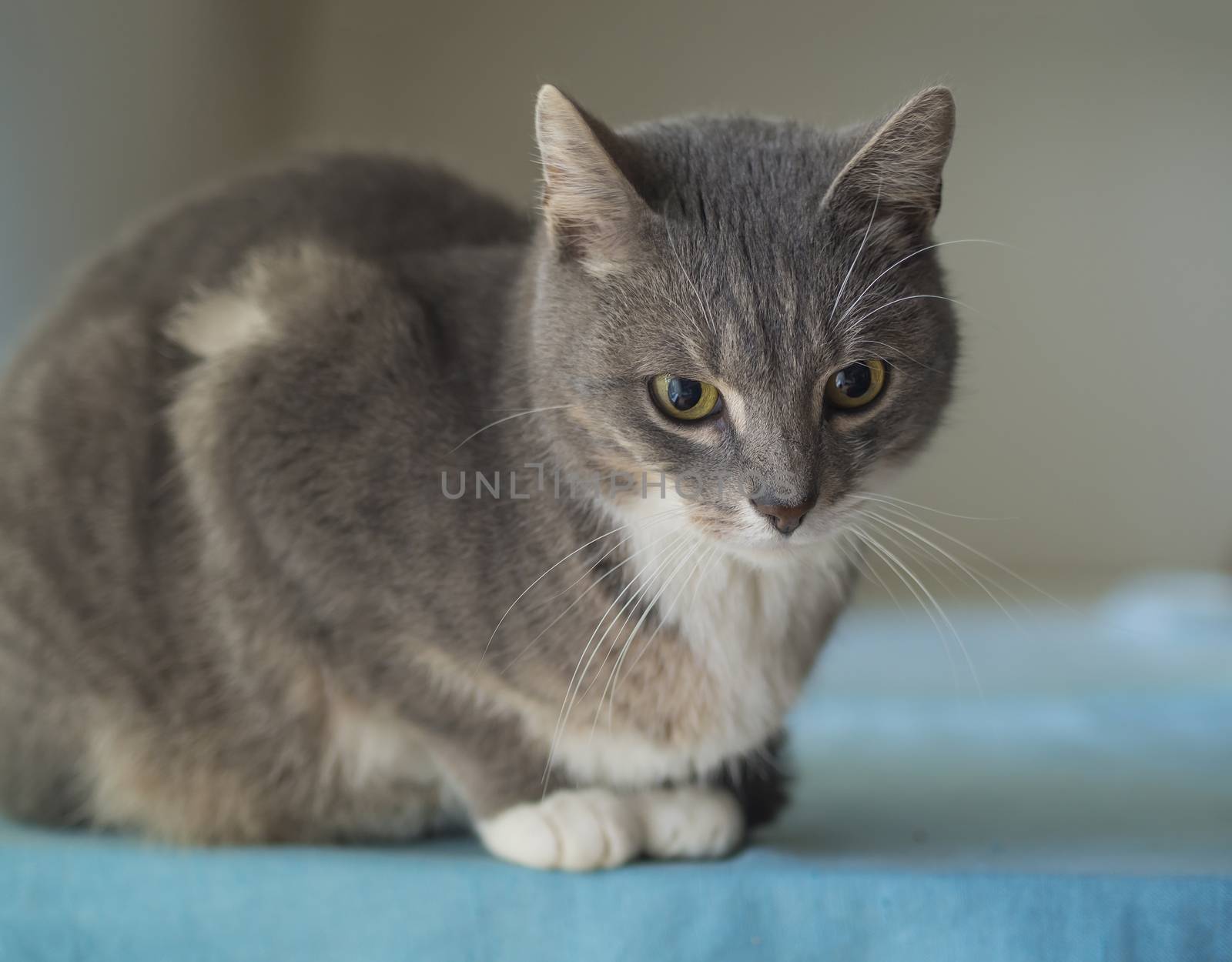 close up cute gray Somali cat sitting huddled on blue table with defocused background