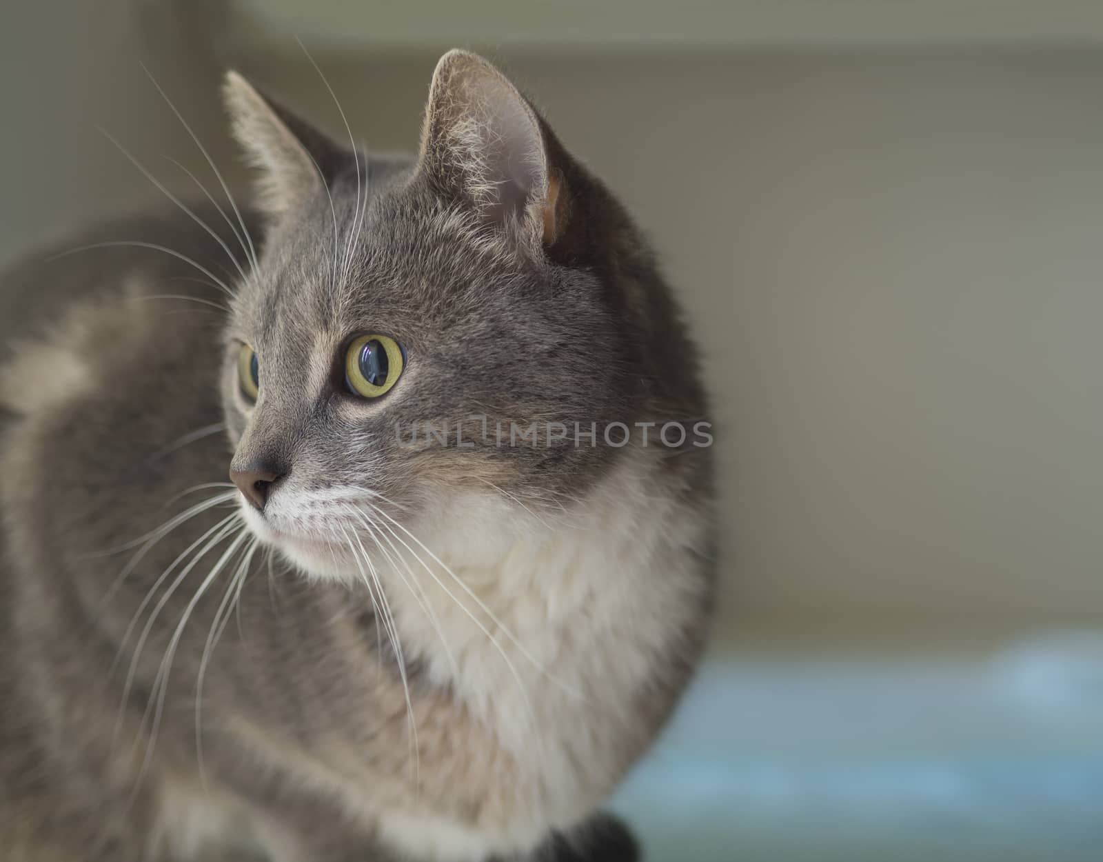 close up cute gray Somali cat portrait sad looking to the right sitting huddled on blue table with defocused background