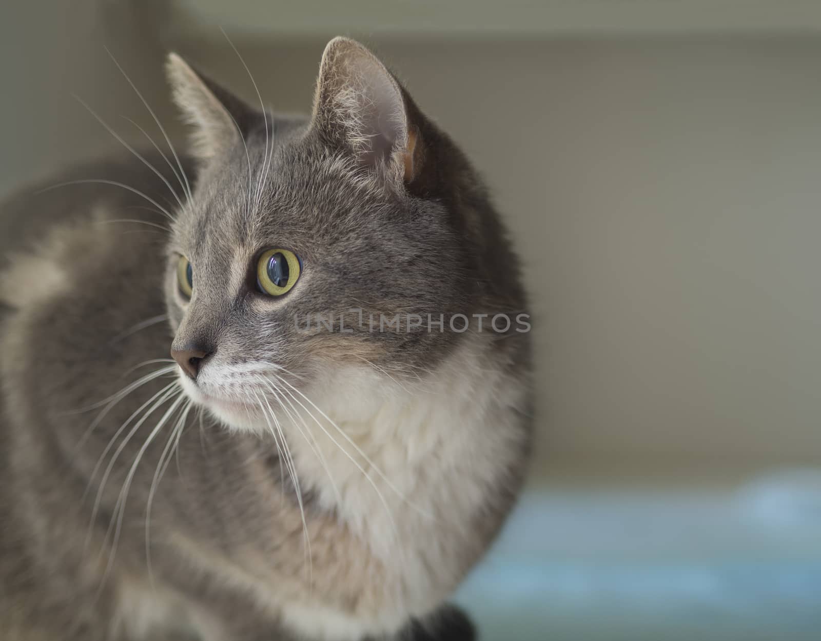 close up cute gray Somali cat portrait sad looking to the right  by Henkeova