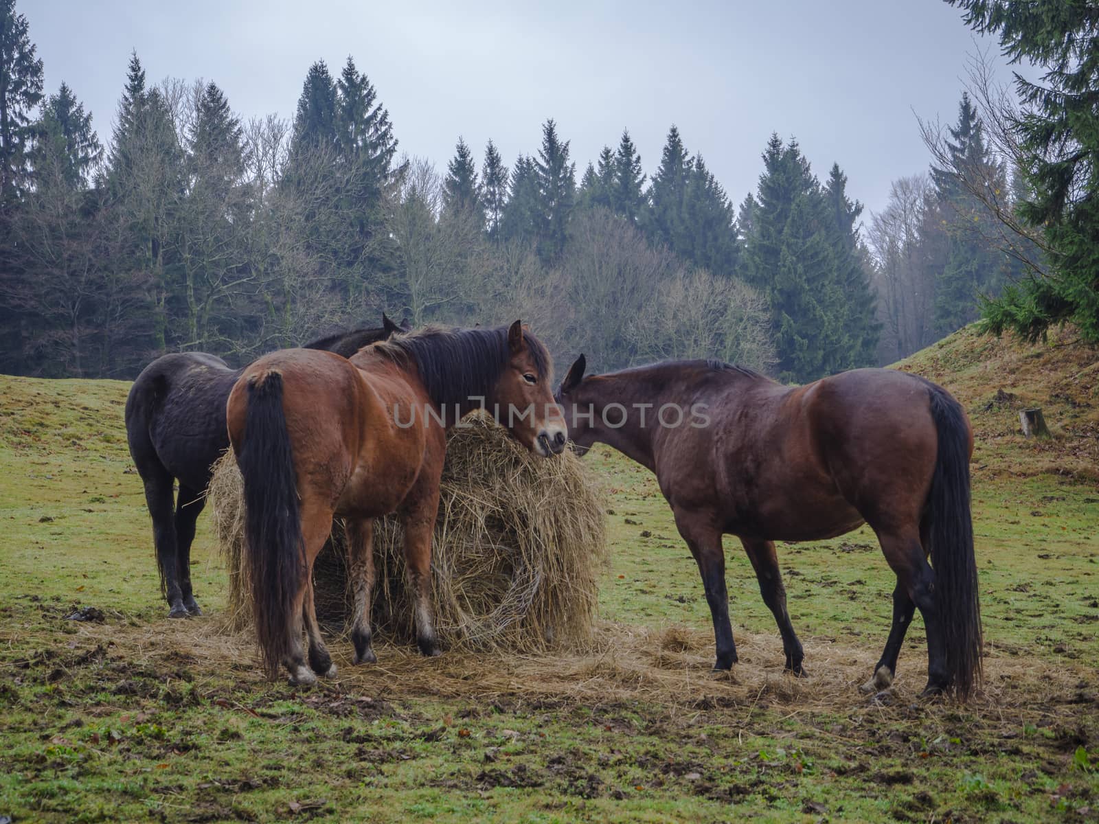 three ginger brown horses eating straw on meadow with autumn mis by Henkeova