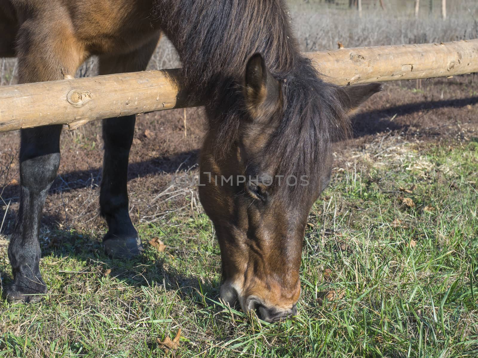 cllose up head of ginger brown horse eating grass on meadow in early spring in Prague park.