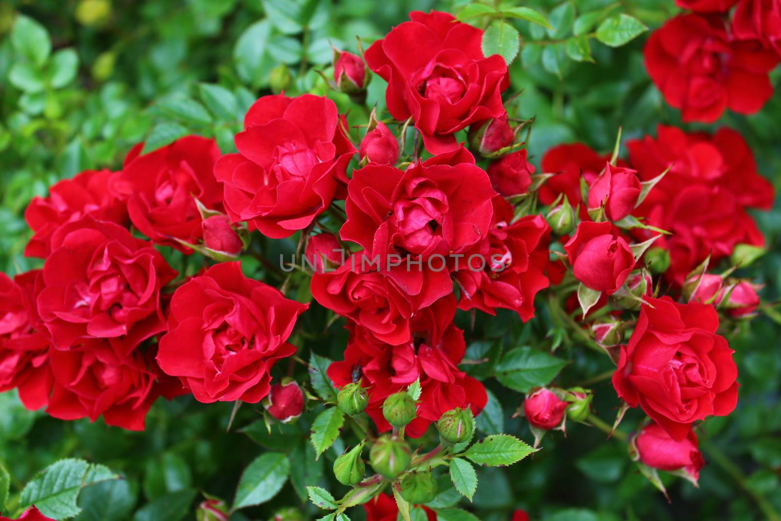 The picture shows a red rose in the garden in the summer