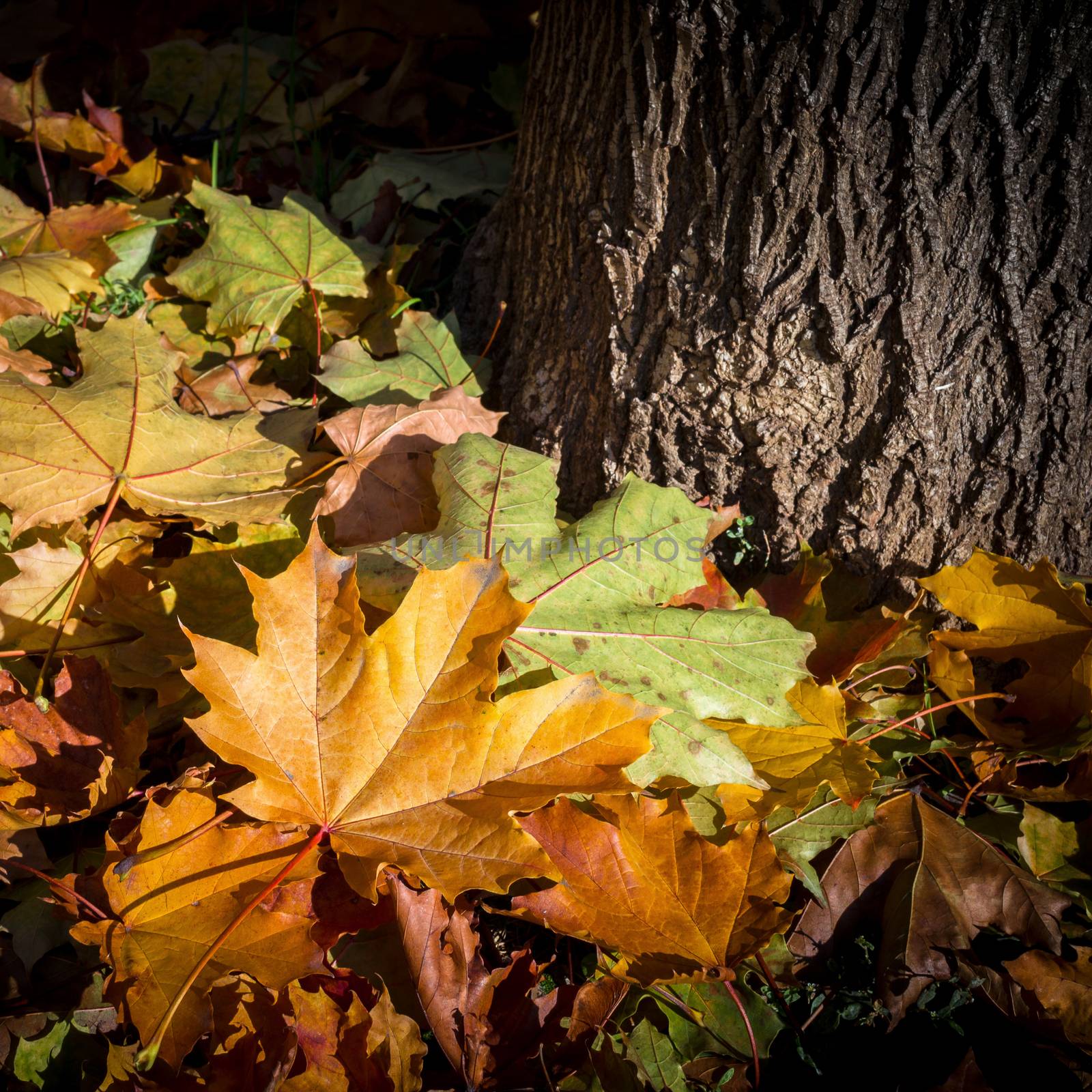 Close-up view of the base of a tree with autumn leaves.