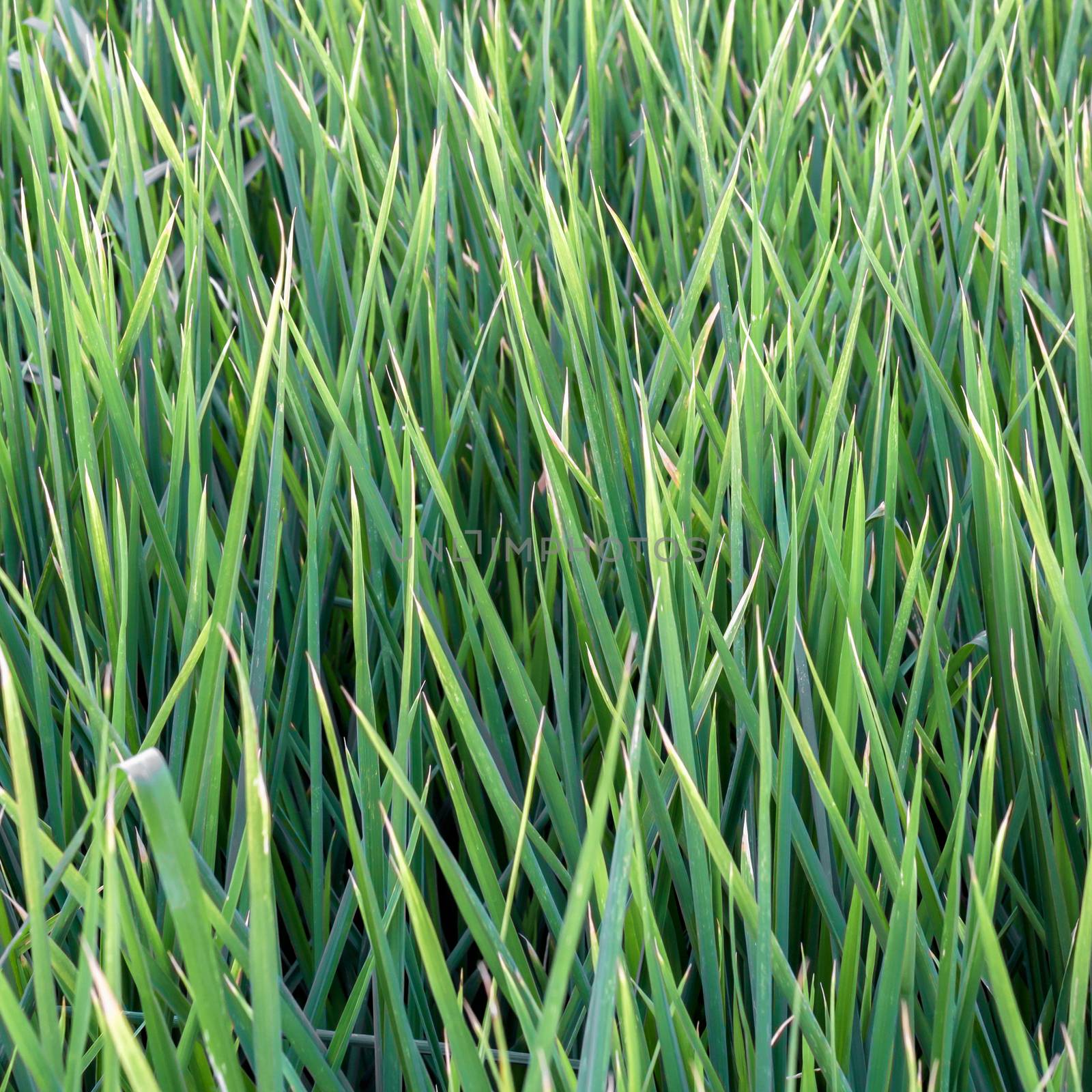 Young rice plant in rice field