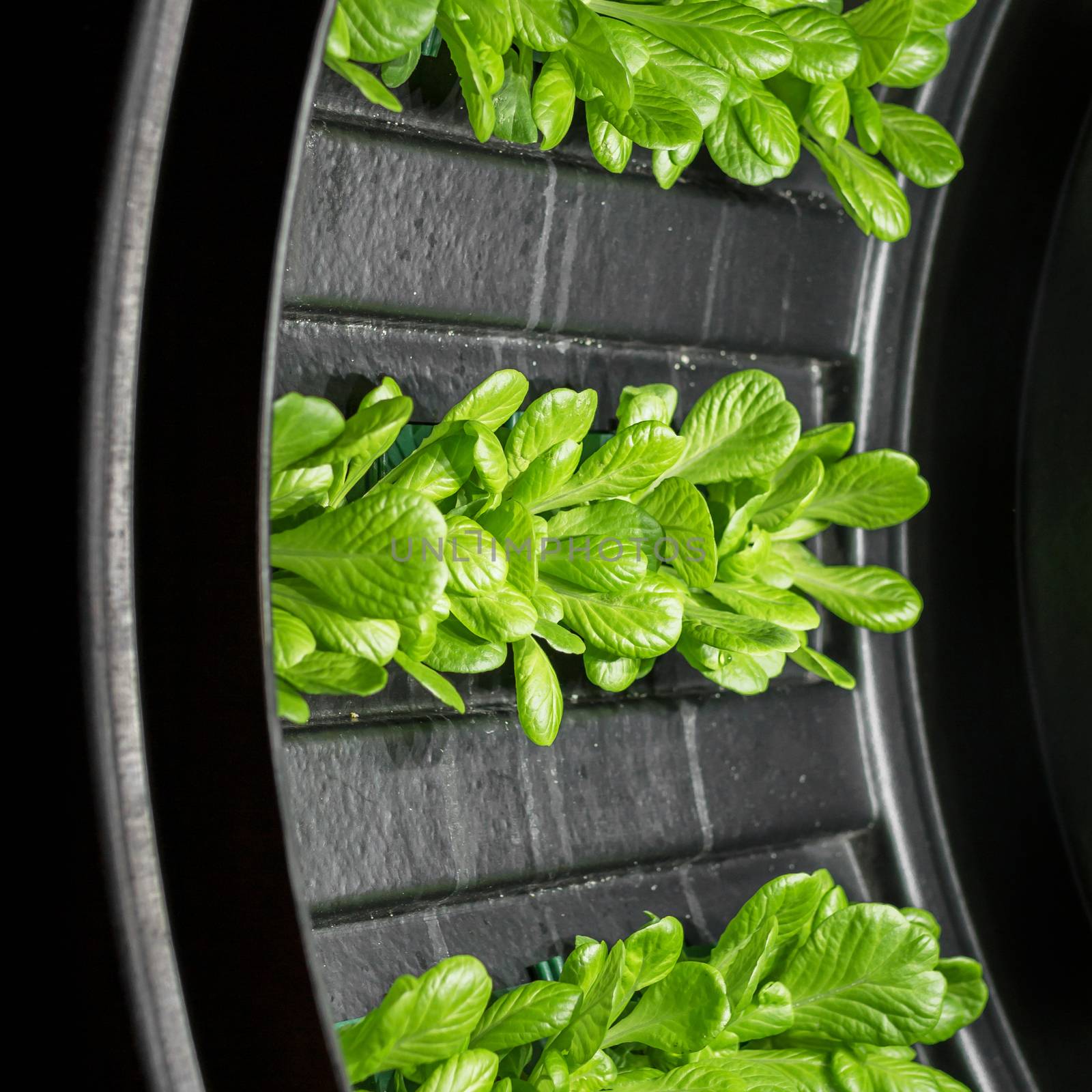 Rotary hydroponic system by germanopoli