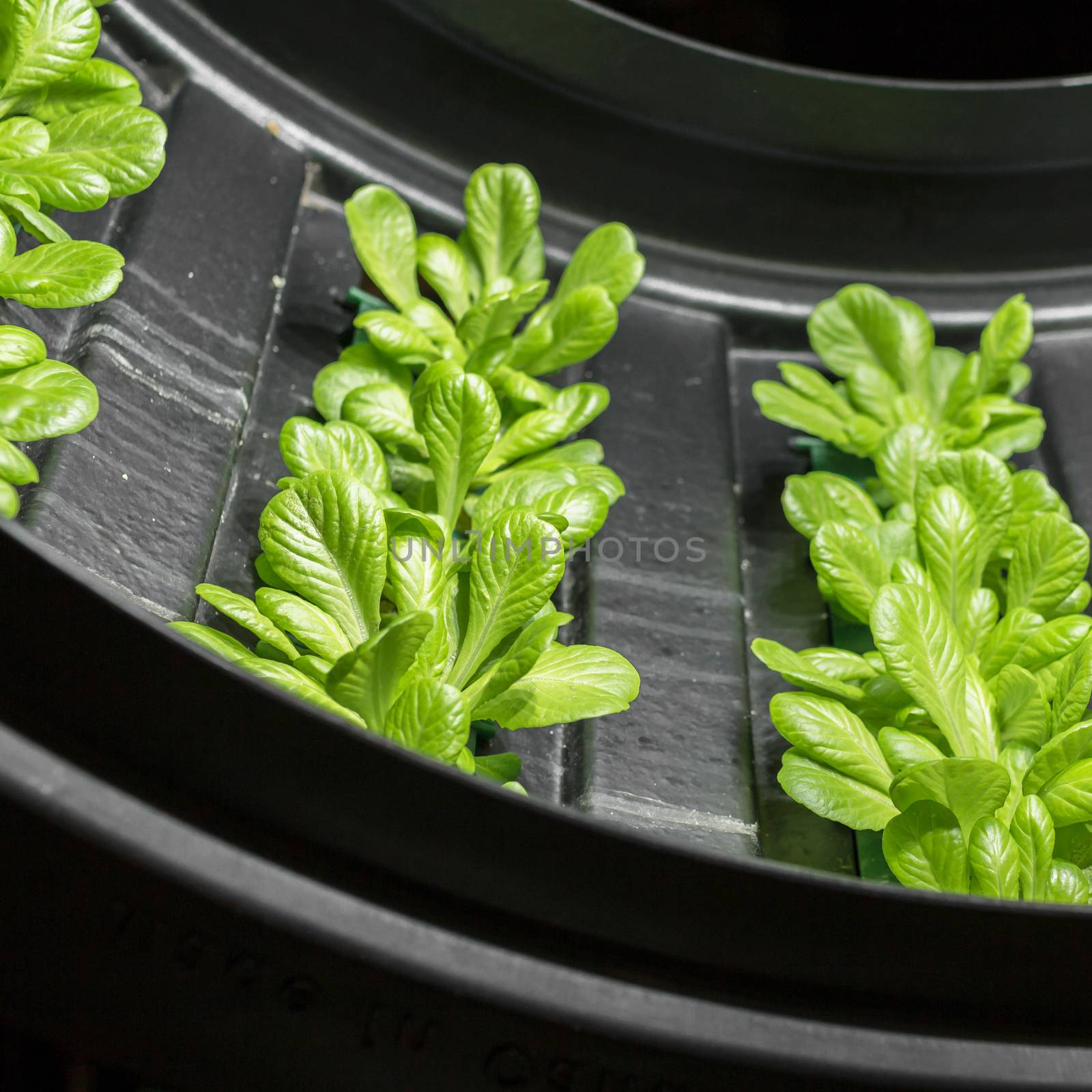 Lettuce cultivation in circular system at indoor