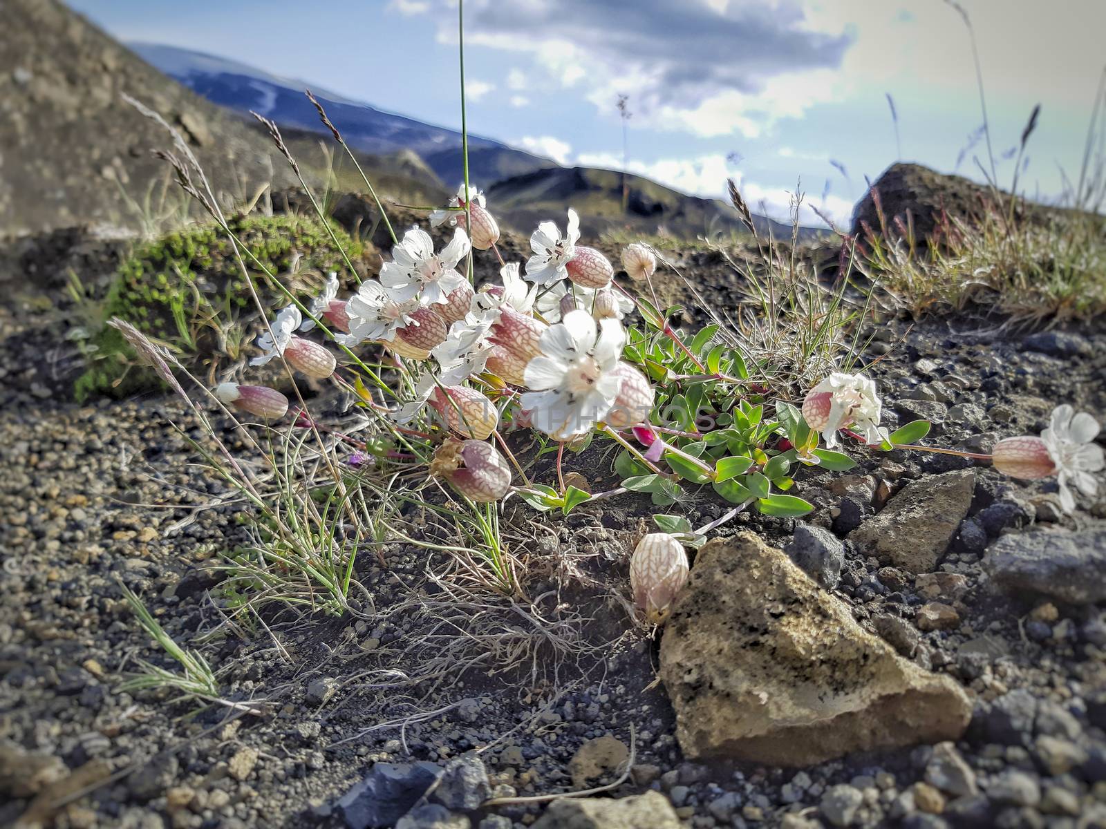 Silene uniflora, commonly known as sea campion, part of the pink family Caryophyllaceae by kb79