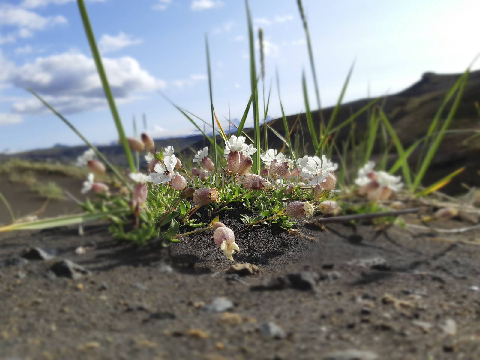 Flowers and plants of Iceland: Silene uniflora, commonly known as sea campion, part of the pink family Caryophyllaceae, a herbaceous perennial plant.