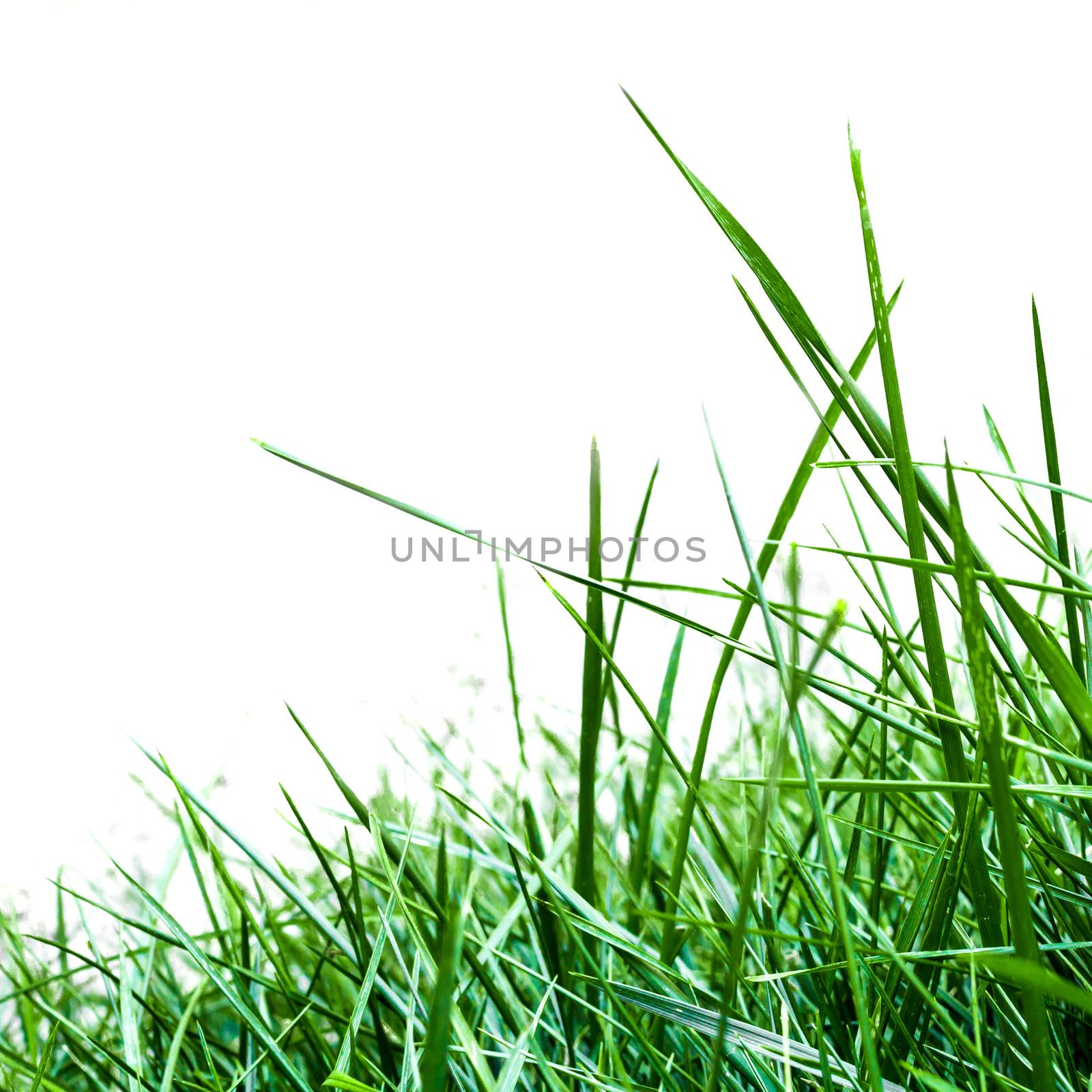 Tall grass against a white background.