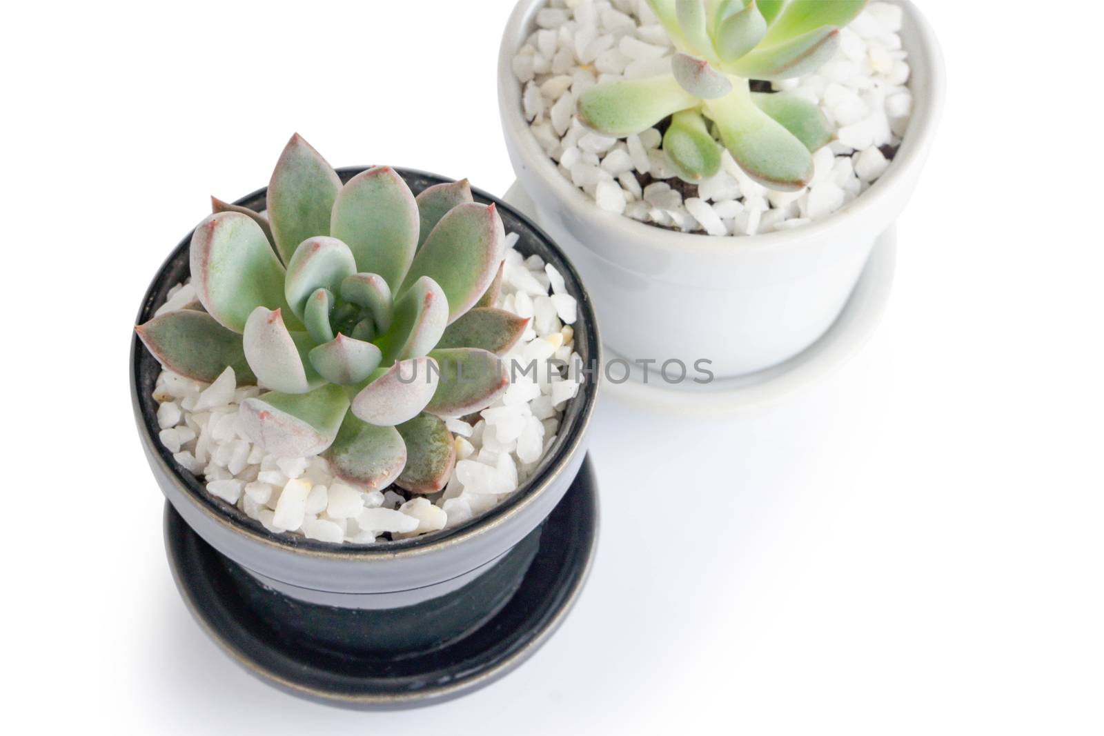 Closeup succulent plant in pot for decoration with vintage tone, by pt.pongsak@gmail.com