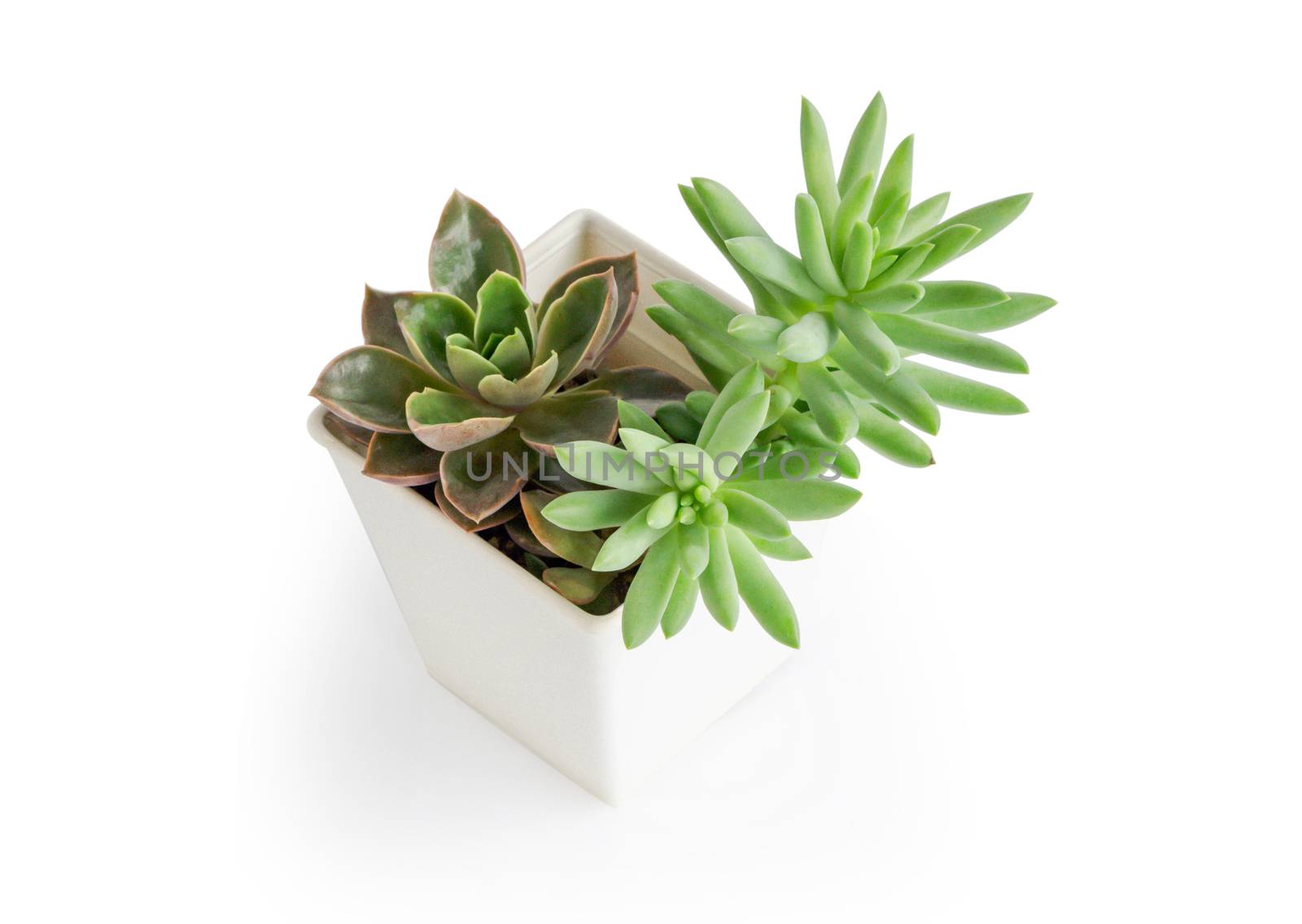 Green succulent cactus in pot isolated on white background, decoration concept