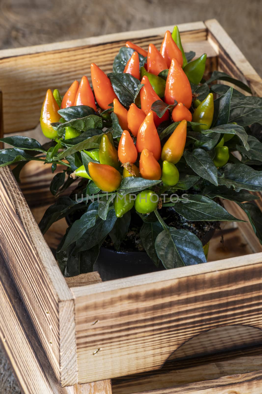 chilis in a wooden box
