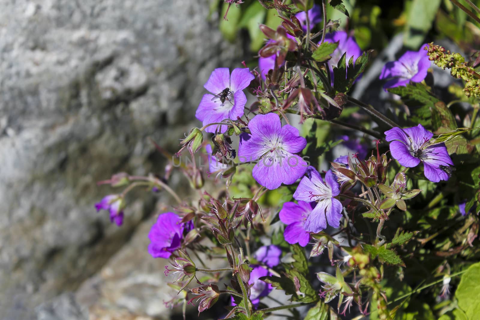 Beautiful meadow flower, purple geranium. Summer landscape in Hemsedal, Buskerud, Norway.