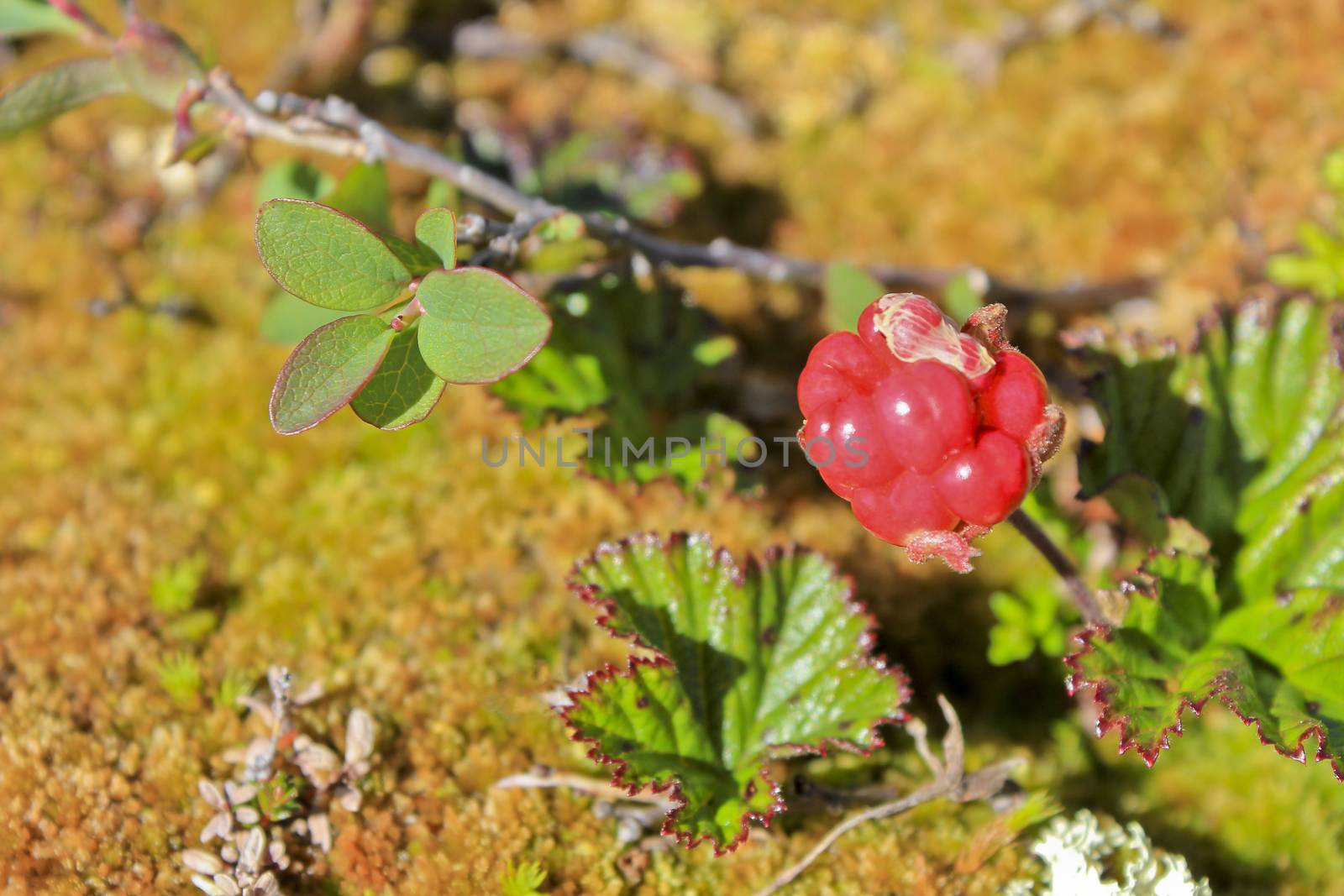 Red cloudberry, wild fruits and plants in Norway.