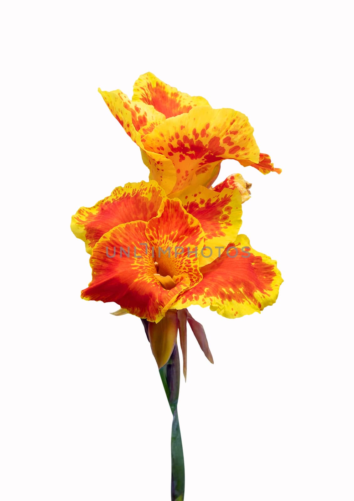 Orange and yellow Canna lily flower by pkproject