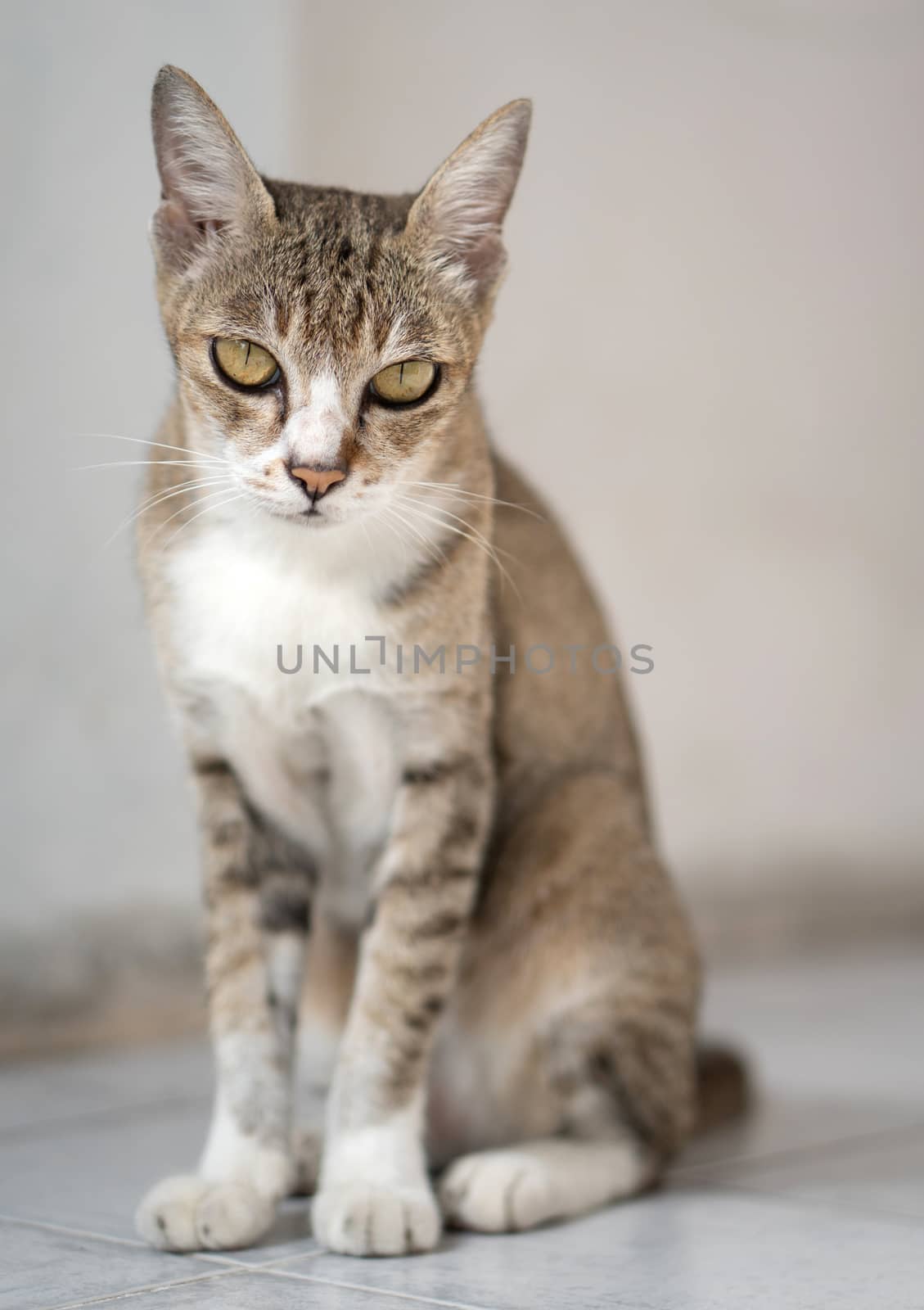 Old cat, real Thai breeds, sit in the house. Soft color tone.