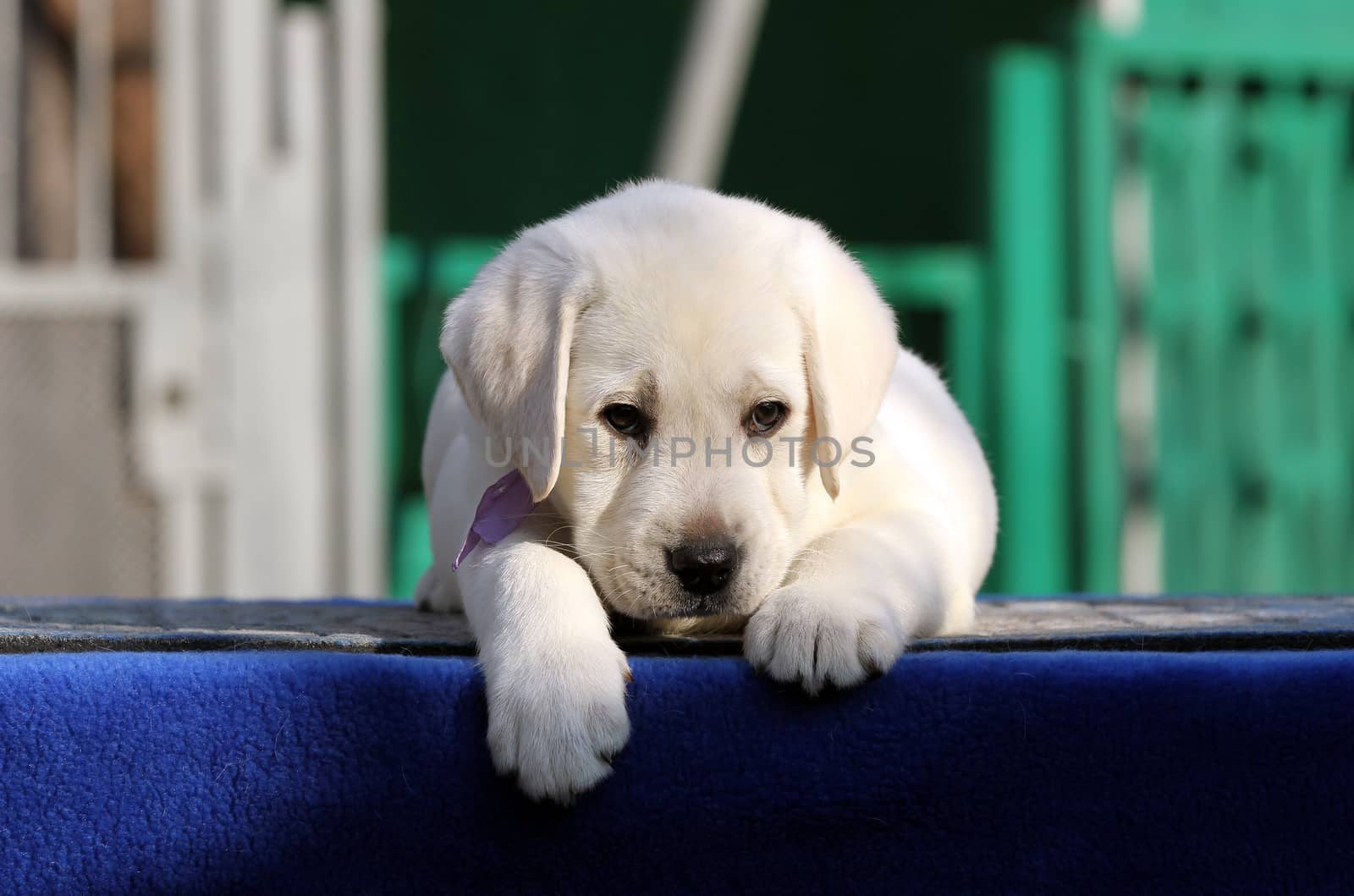 sweet little labrador puppy on a blue background