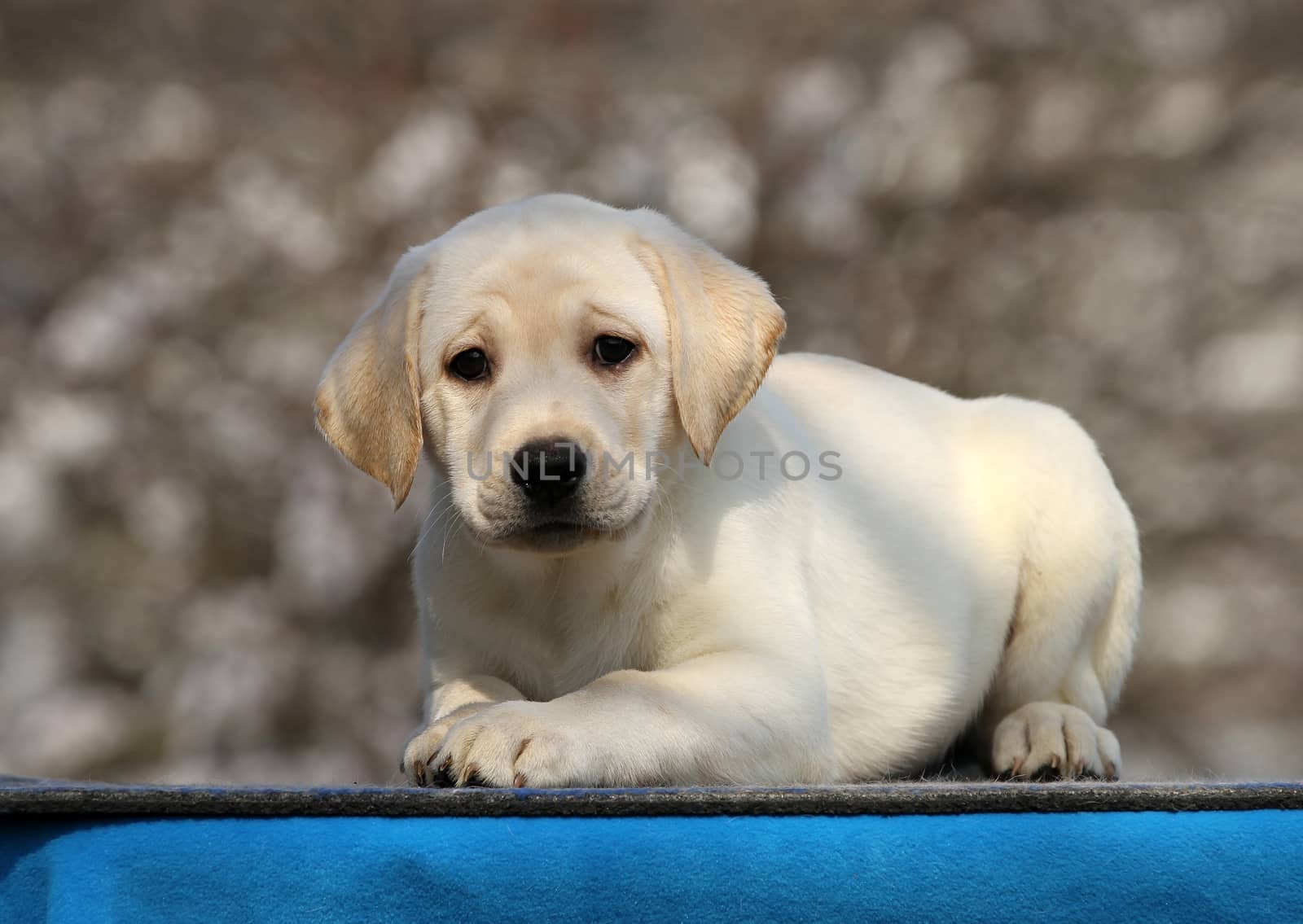 the nice little labrador puppy on a blue background