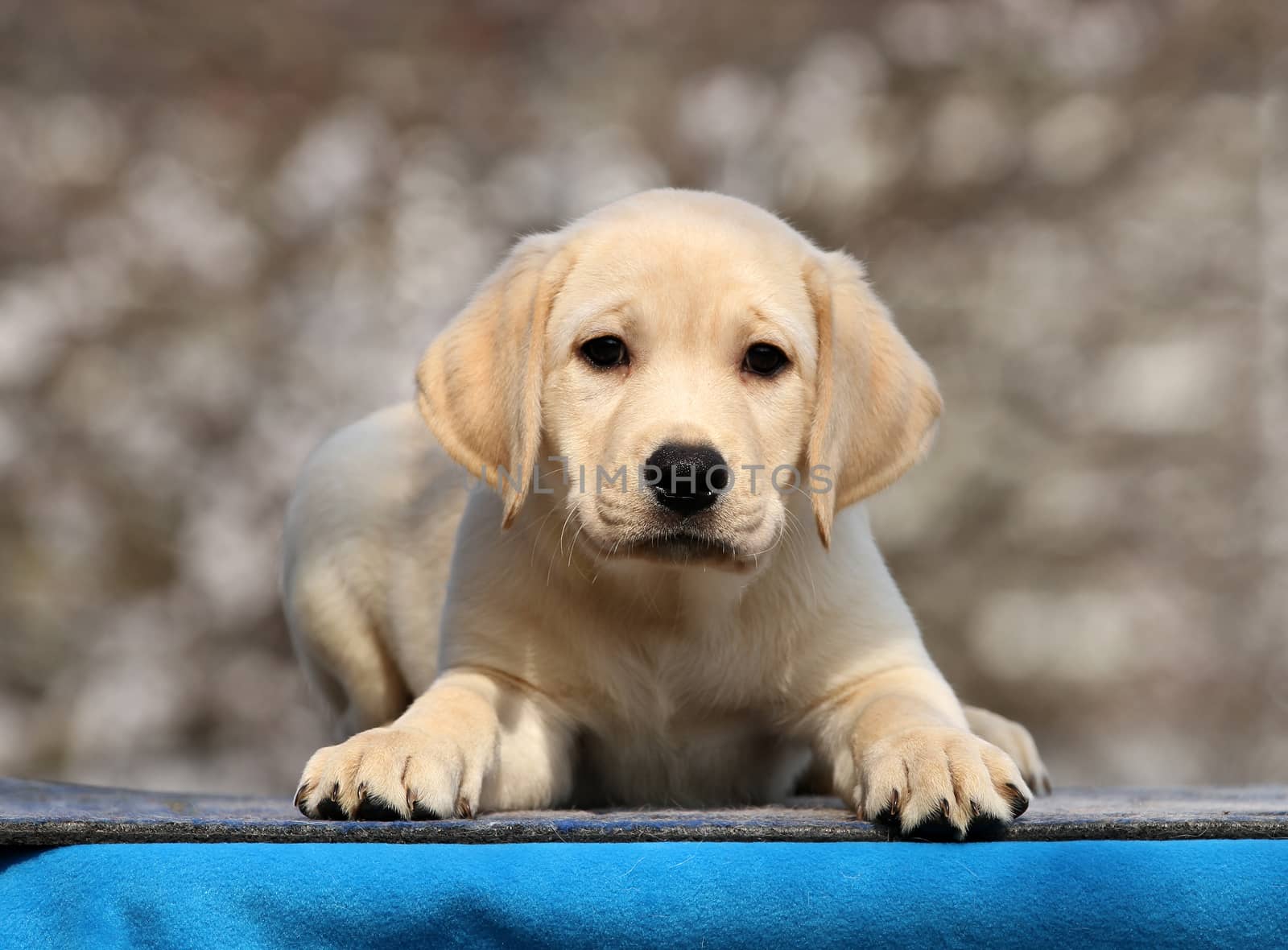 the sweet little labrador puppy on a blue background