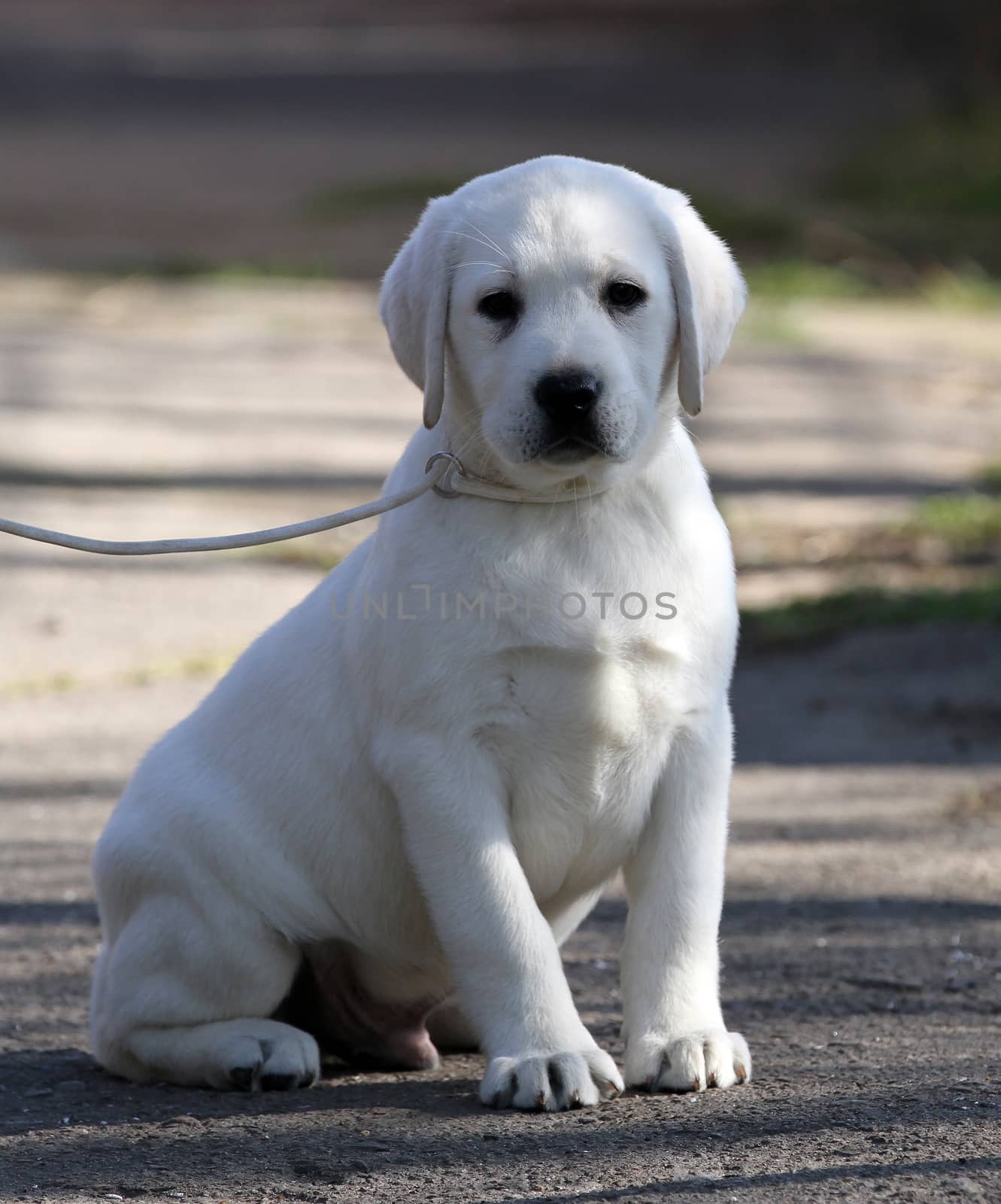 the yellow labrador playing in the park