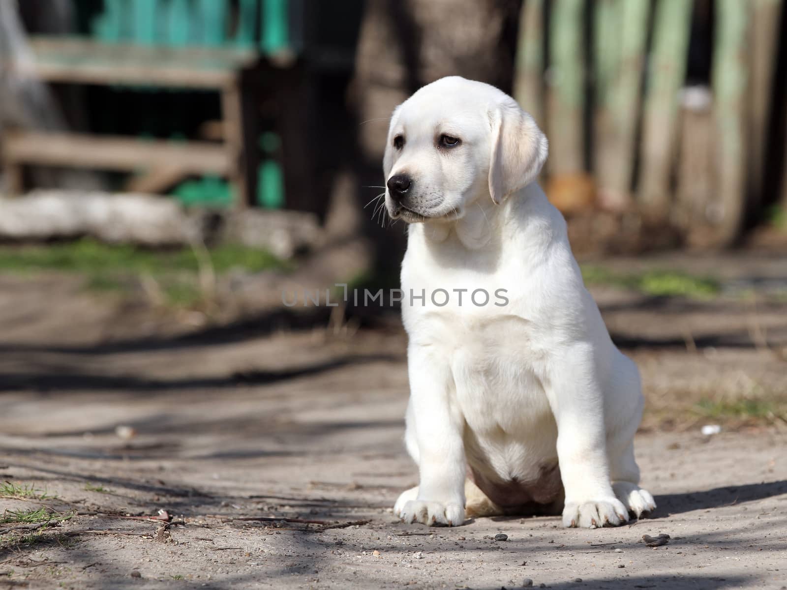 a yellow labrador in the park in spring