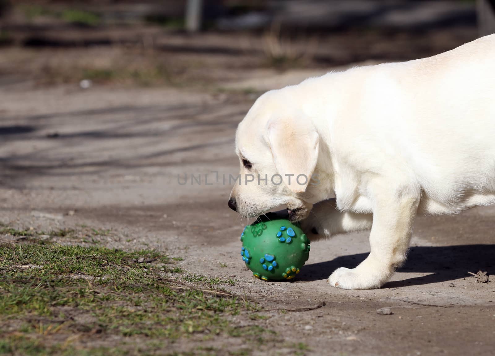 sweet yellow labrador in the park in spring