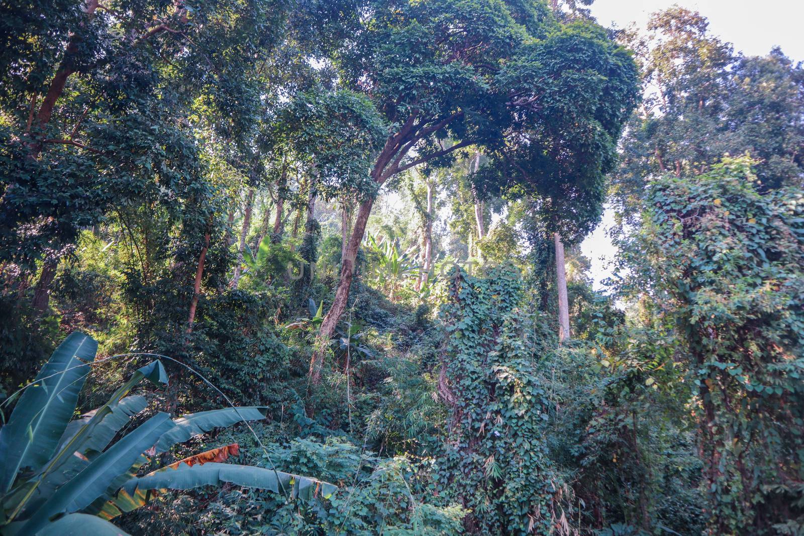 Jungle in Thailand photo background